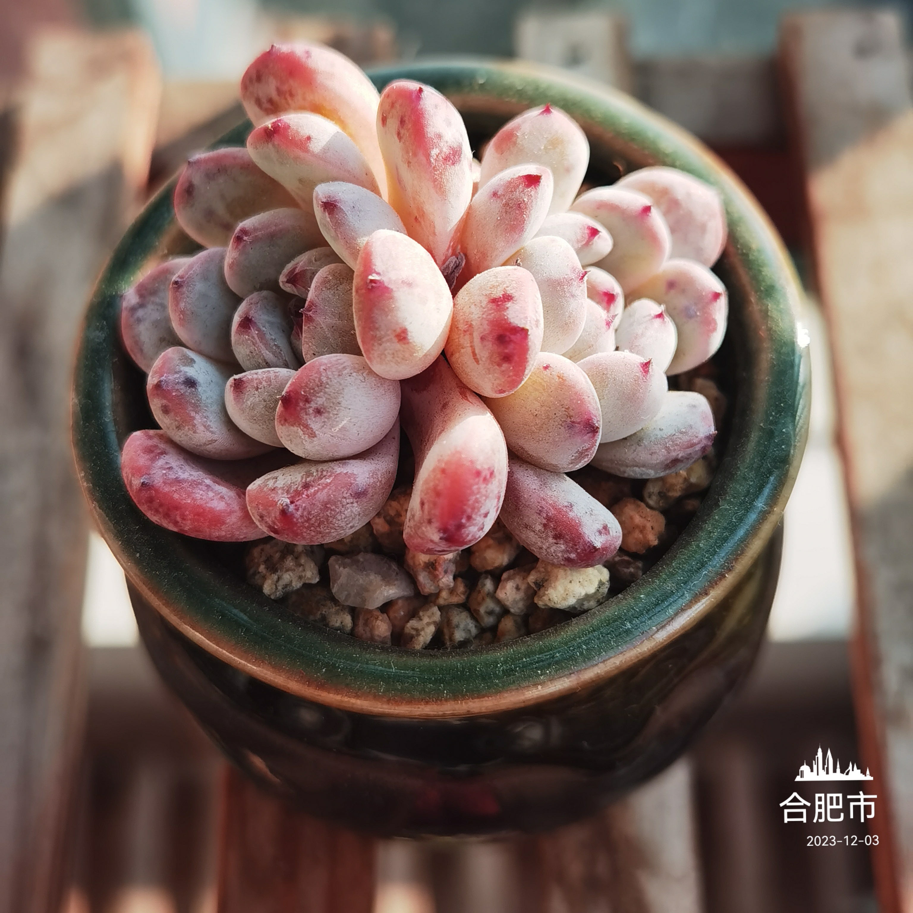 感觉养多肉的乐趣就是在于看它们经过时间的洗礼,颜值达到极致.