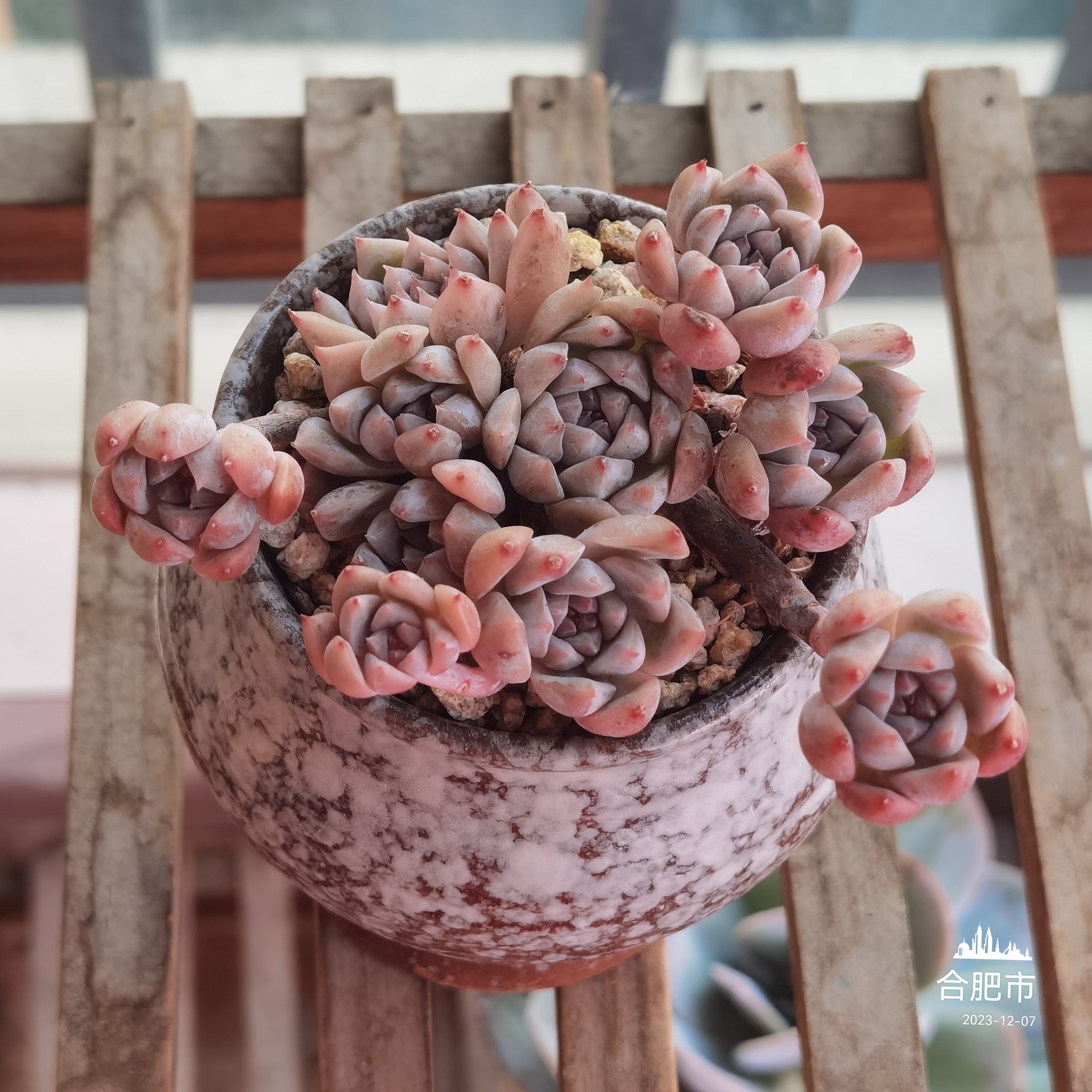 多肉植物# 每日一肉 霜花 霜花,这个名字好应景,天冷了,可不得出霜花