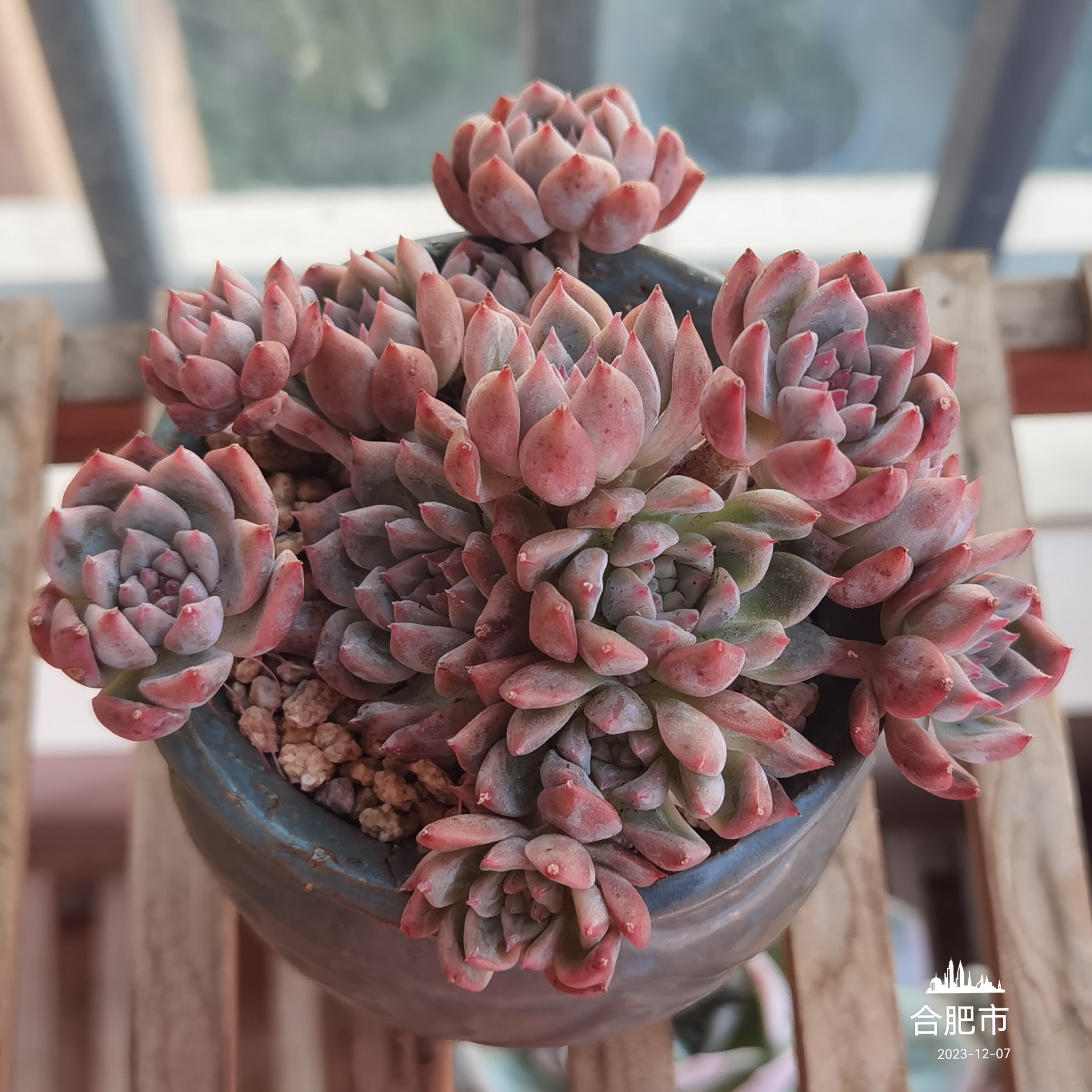 多肉植物# 每日一肉 霜花 霜花,这个名字好应景,天冷了,可不得出霜花