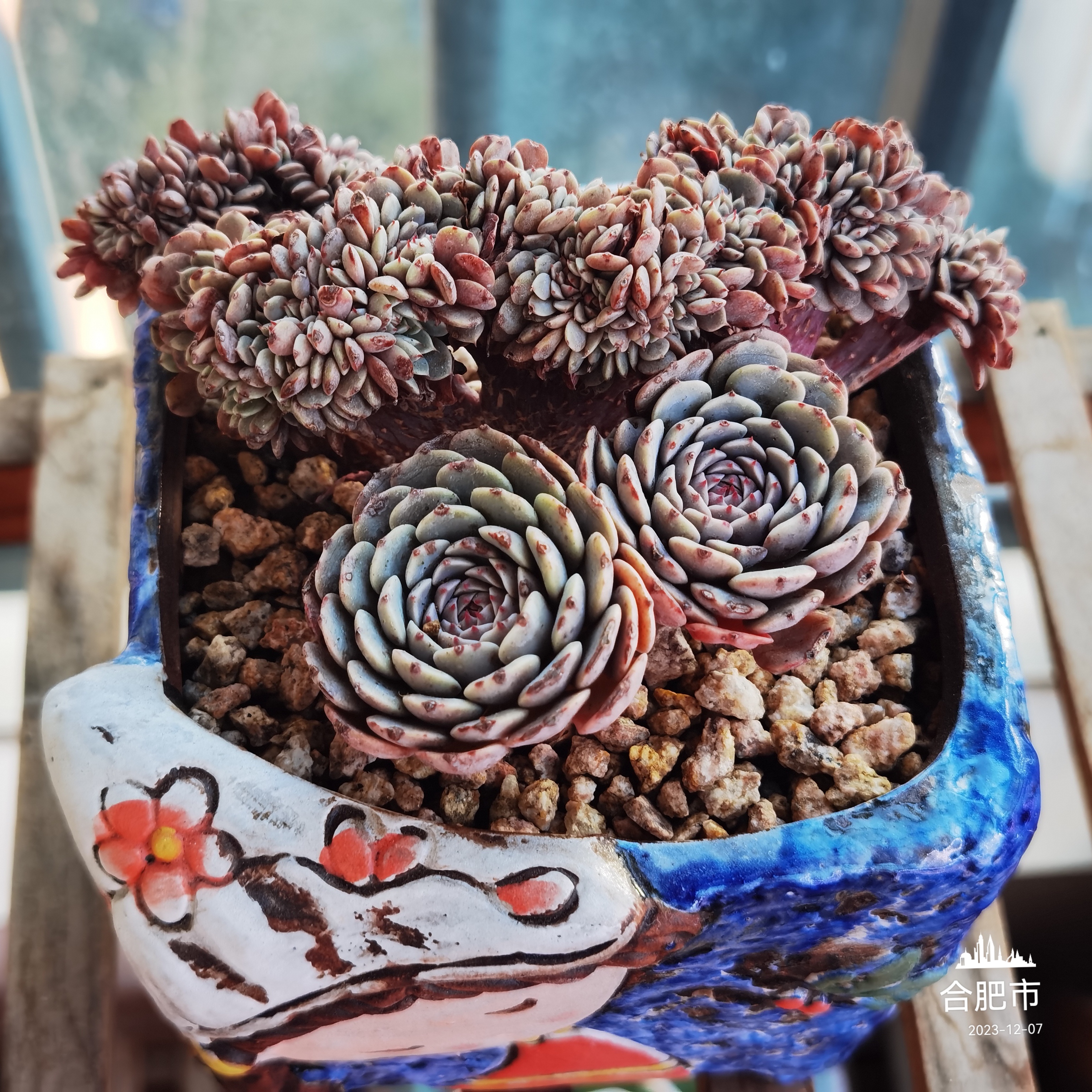 多肉植物# 每日一肉 纸风车缀 纸风车缀 我的2盆缀化之一,另一个就是