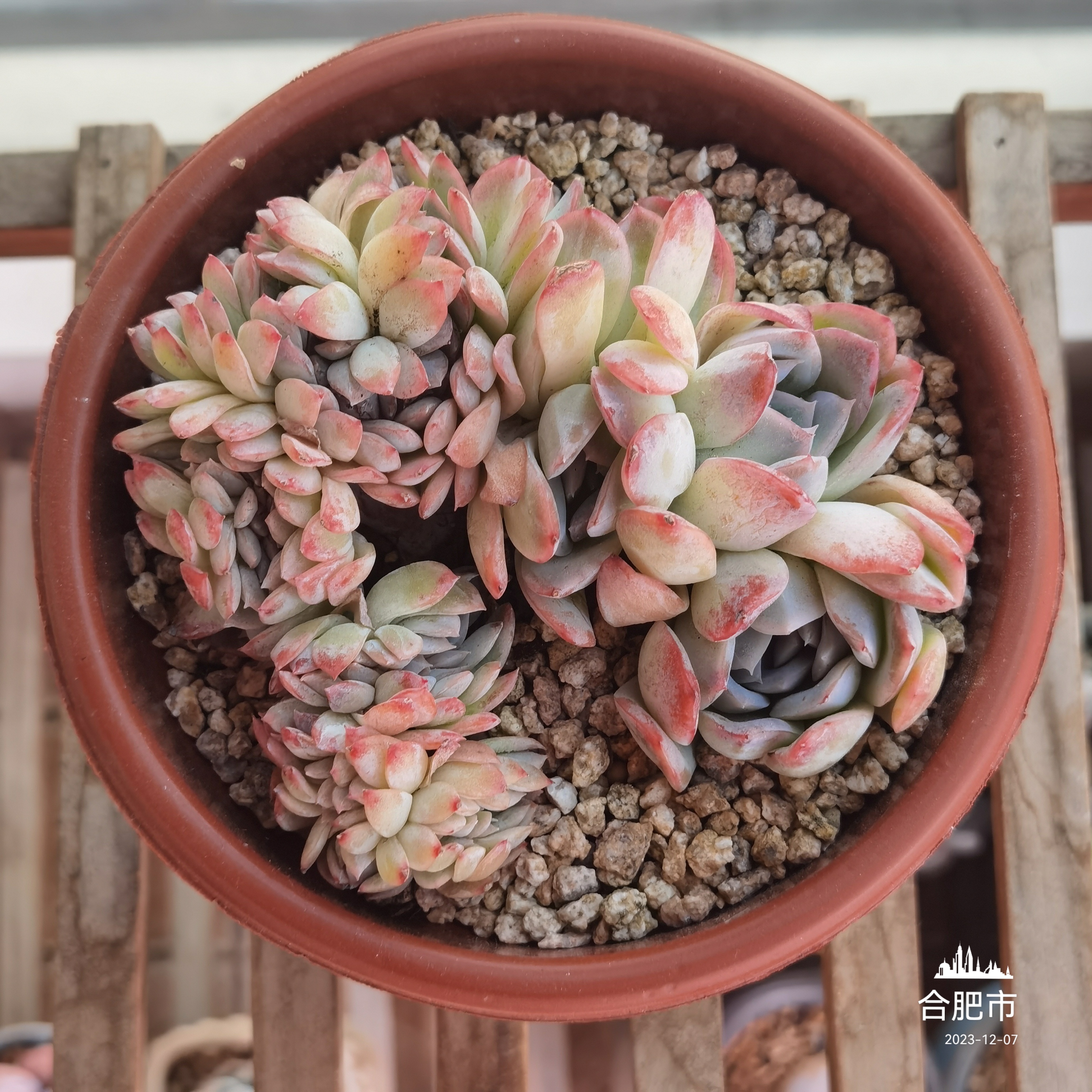 多肉植物# 每日一肉 绮罗缀 绮罗缀 缀化,我一直欣赏不来.