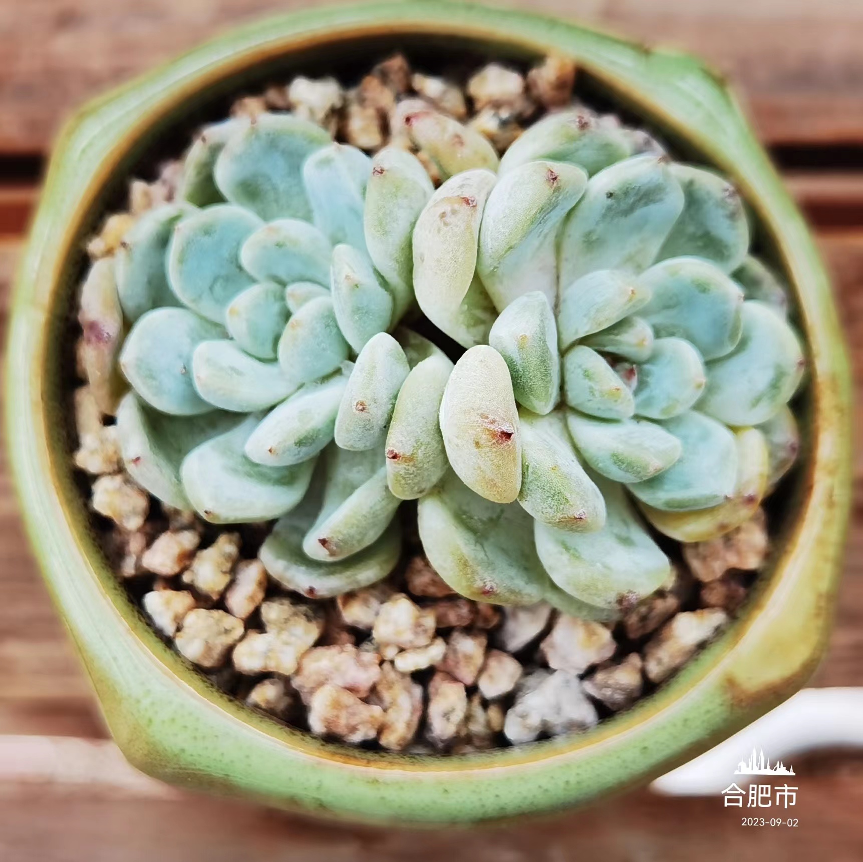 感觉养多肉的乐趣就是在于看它们经过时间的洗礼,颜值达到极致.