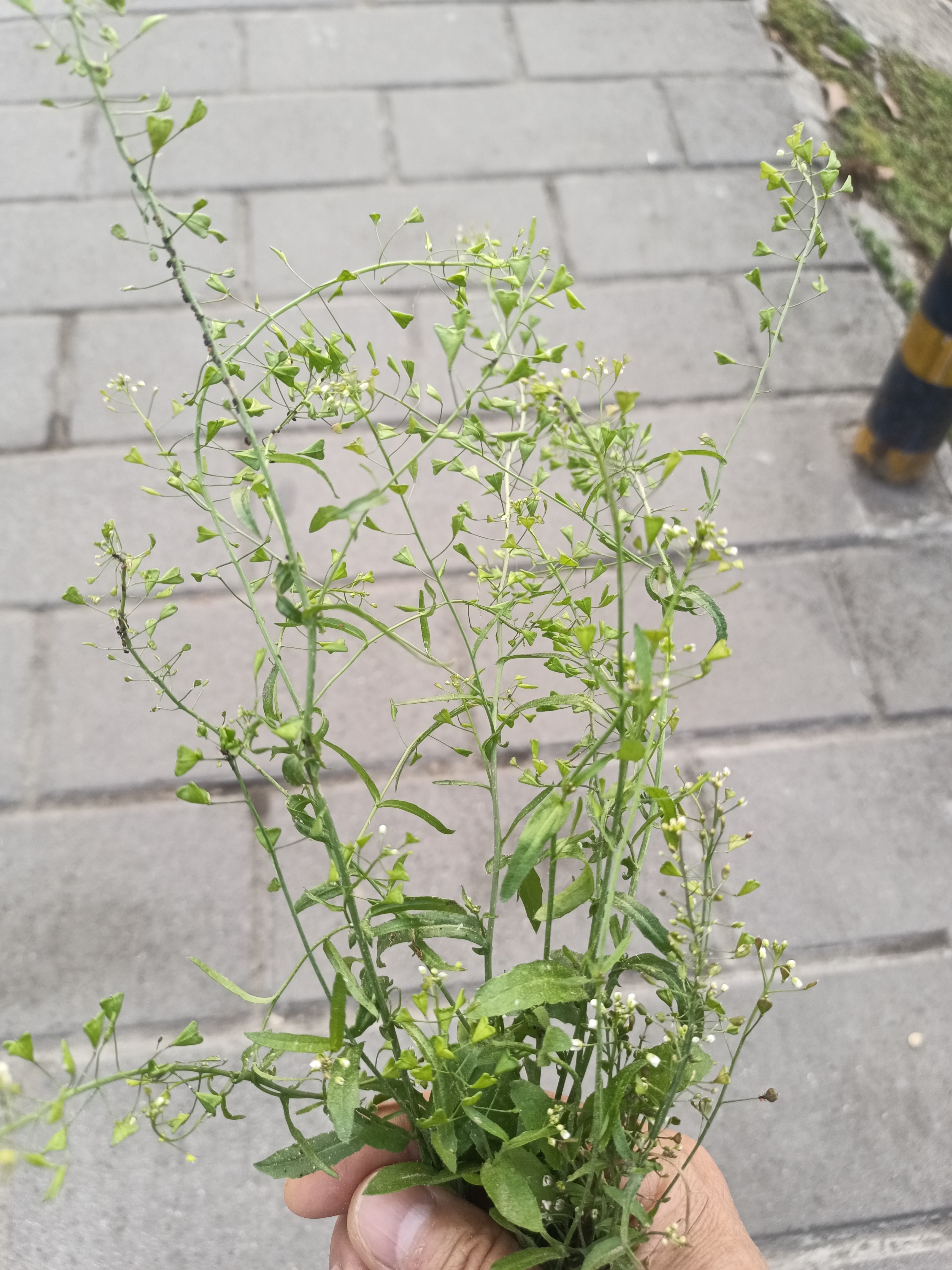 避免虫虫蚂蚁在灶头上乱爬!不卫生!