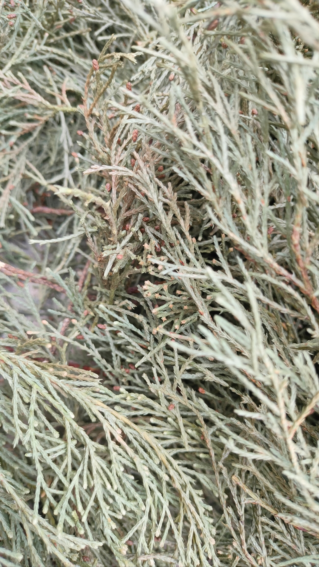 晒干的侧柏叶可是好宝贝,做成枕头睡得太香了!
