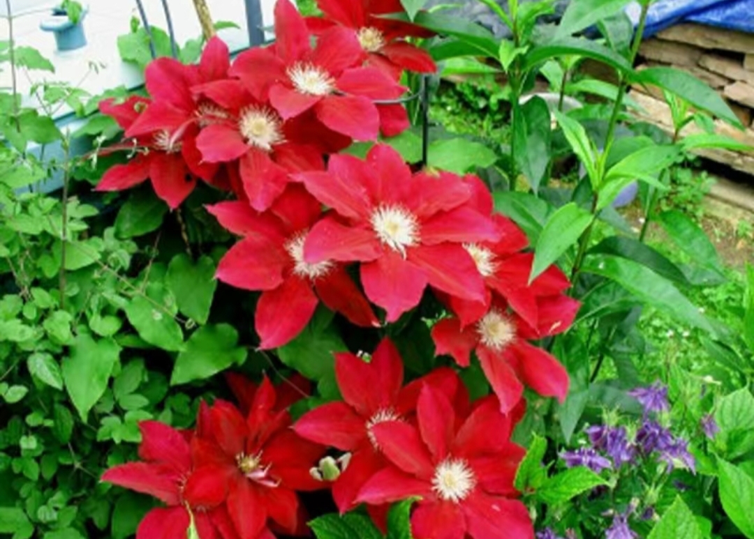 红宝石:铁线莲的惊艳绽放