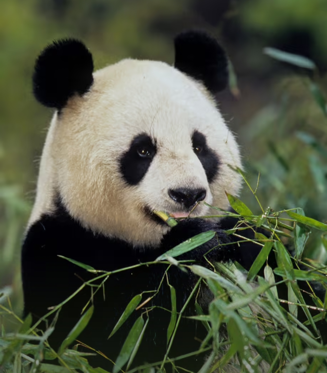 那是一只大熊猫,黑色的眼睛宛如夜空中最亮的星辰,透露出无尽的深邃与