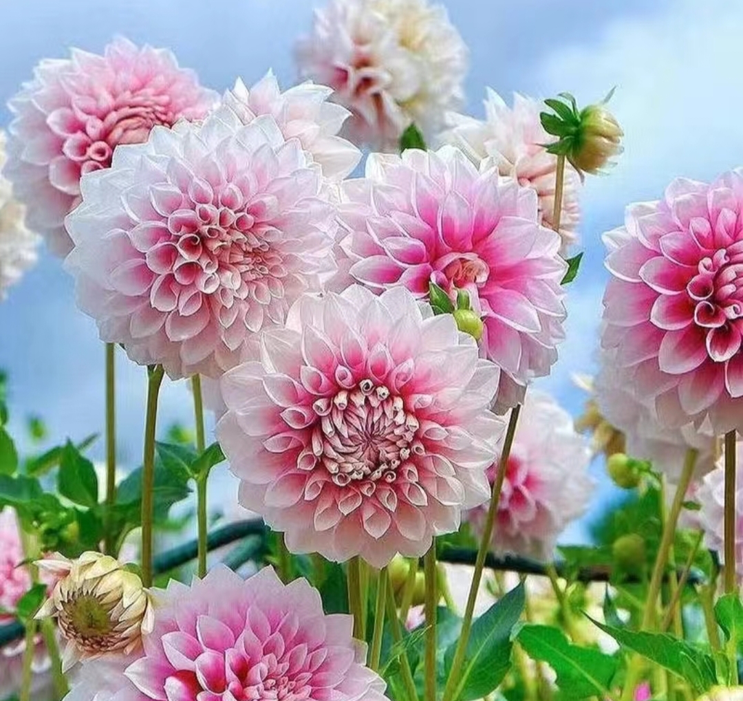 98  这束粉色大丽花,简直是初夏的浪漫诗篇!