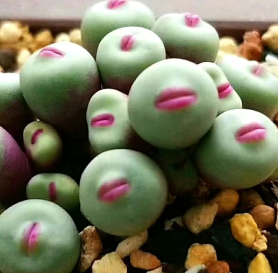 超级可爱,红唇肉肉!当可爱与独特碰撞,诞生的是这幅绝美的画面