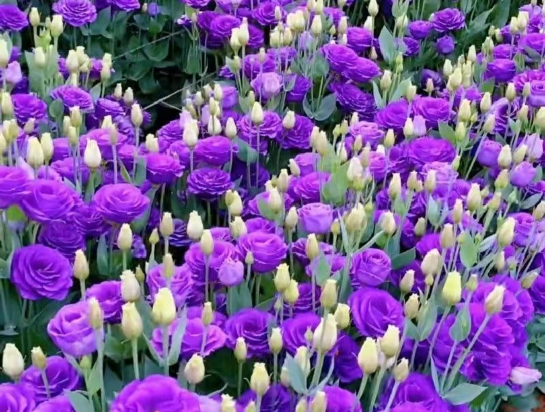 紫色花海,宛如梦境中的仙境.