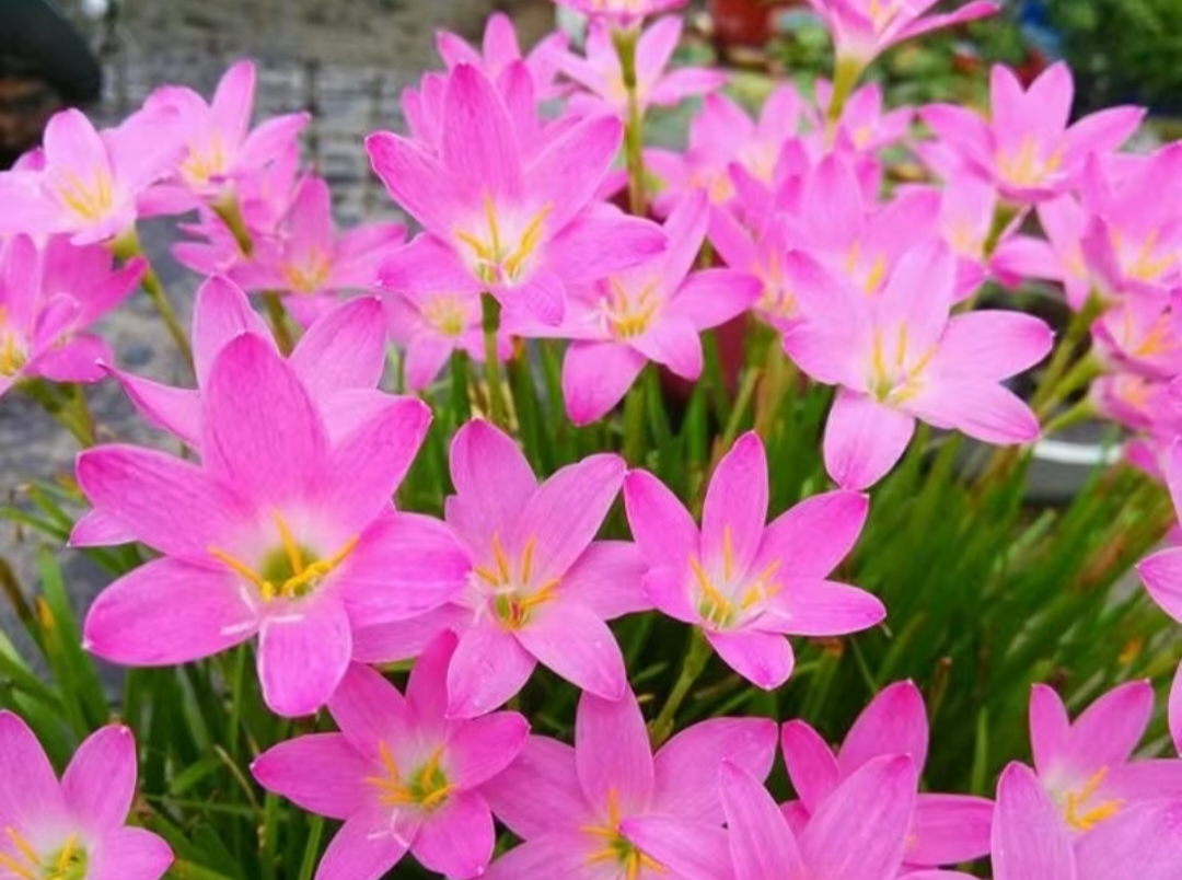 春天来啦,94粉色的风雨兰花朵在阳光下闪闪发光,它们就像是小精灵