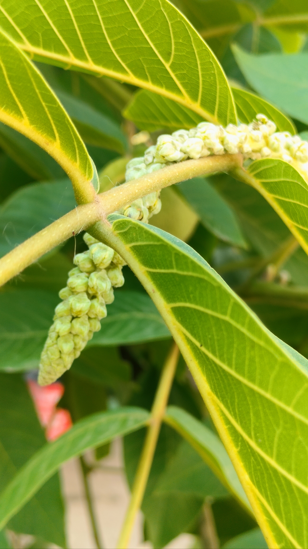 核桃开花真奇葩!今日份的自然之美,令人心醉.