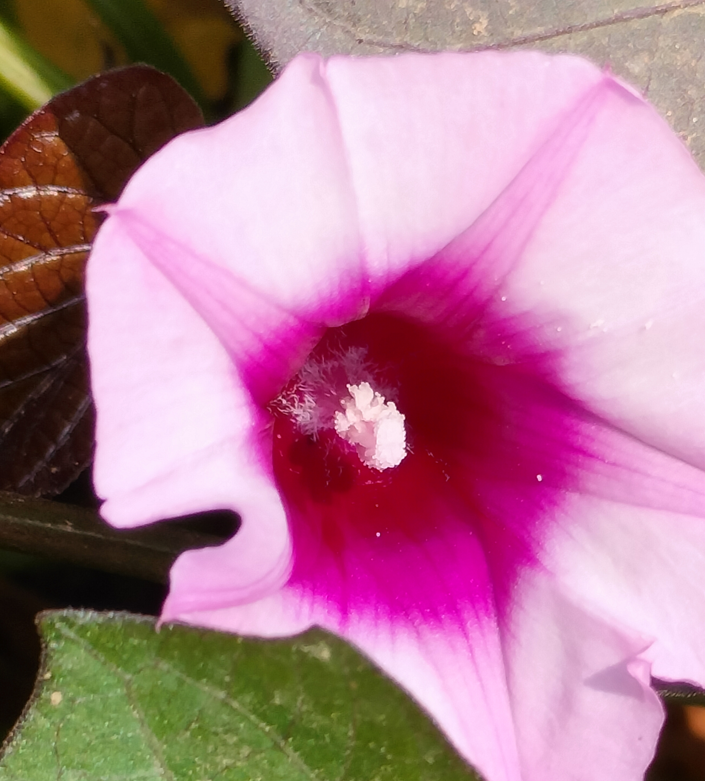 没想到紫薯开花如此美丽!花朵,是自然的诗,是岁月的歌.