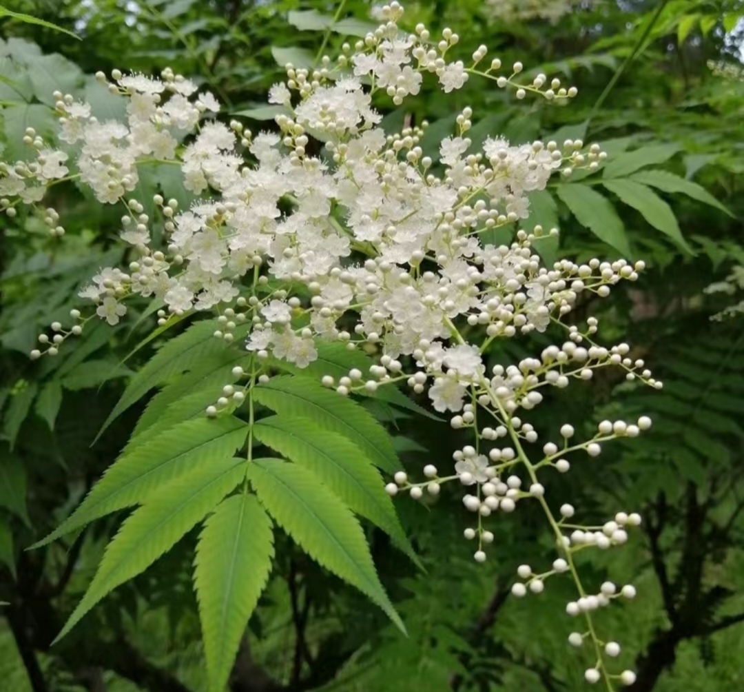 当我第一次看到这片接骨木花时,我被它们紧密聚集的花序深深吸引.