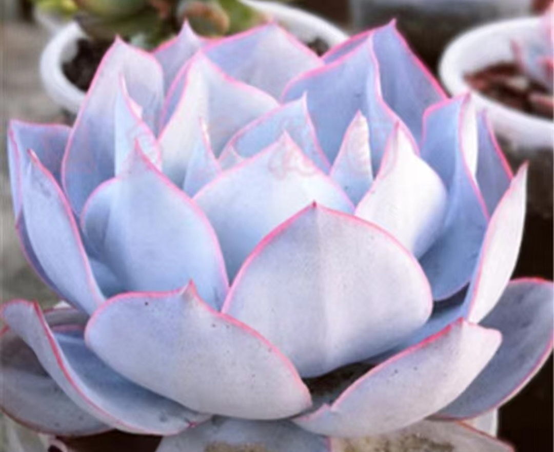 生长在浅色花盆中,它静静绽放,健康而生动.