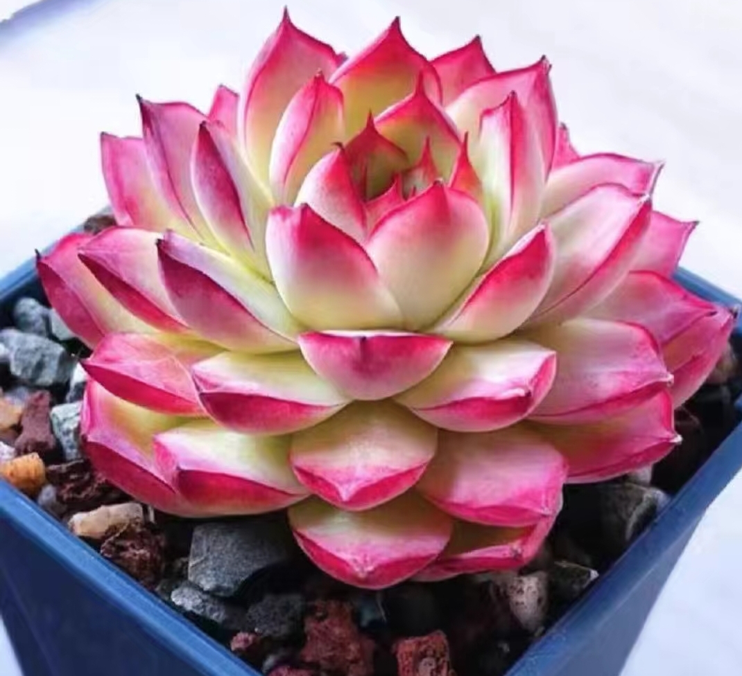 观音莲多肉植物真是美得如梦如幻!