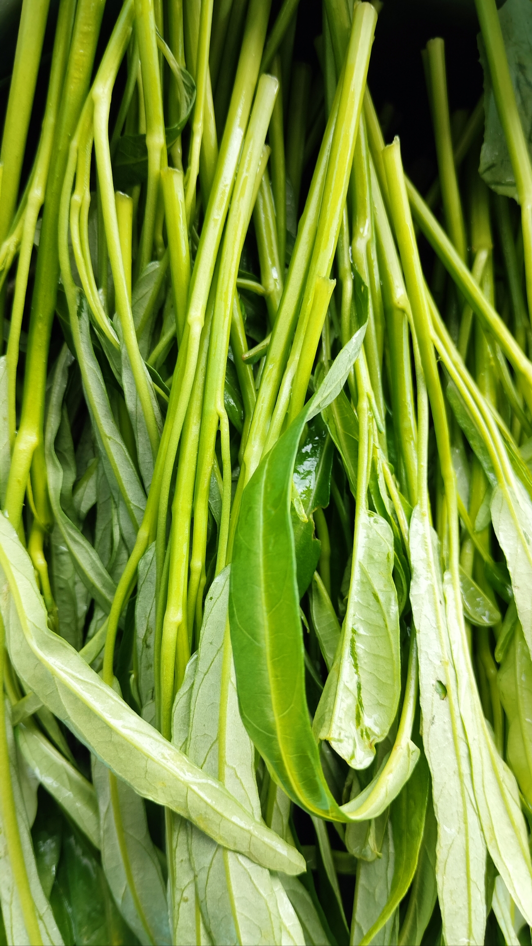 今年的第一次头茬空心菜太细了,细得超级可爱!