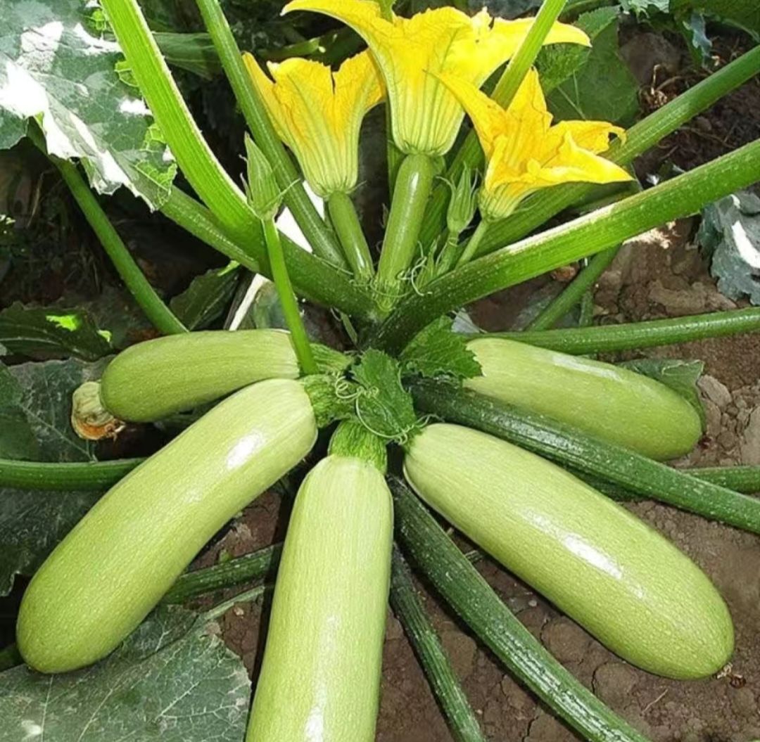 西葫芦花影婆娑,绿意盎然,小胡瓜的果实累累,尽显大自然的生机与活力