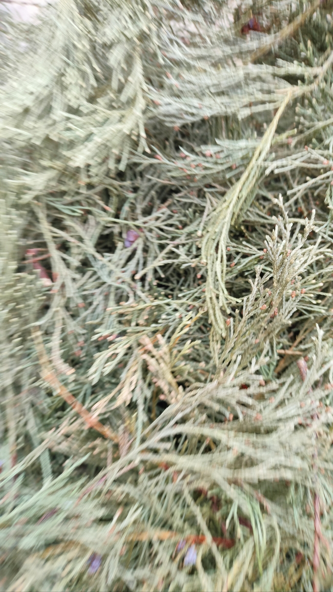 晒干的侧柏叶可是好宝贝,做成枕头睡得太香了!