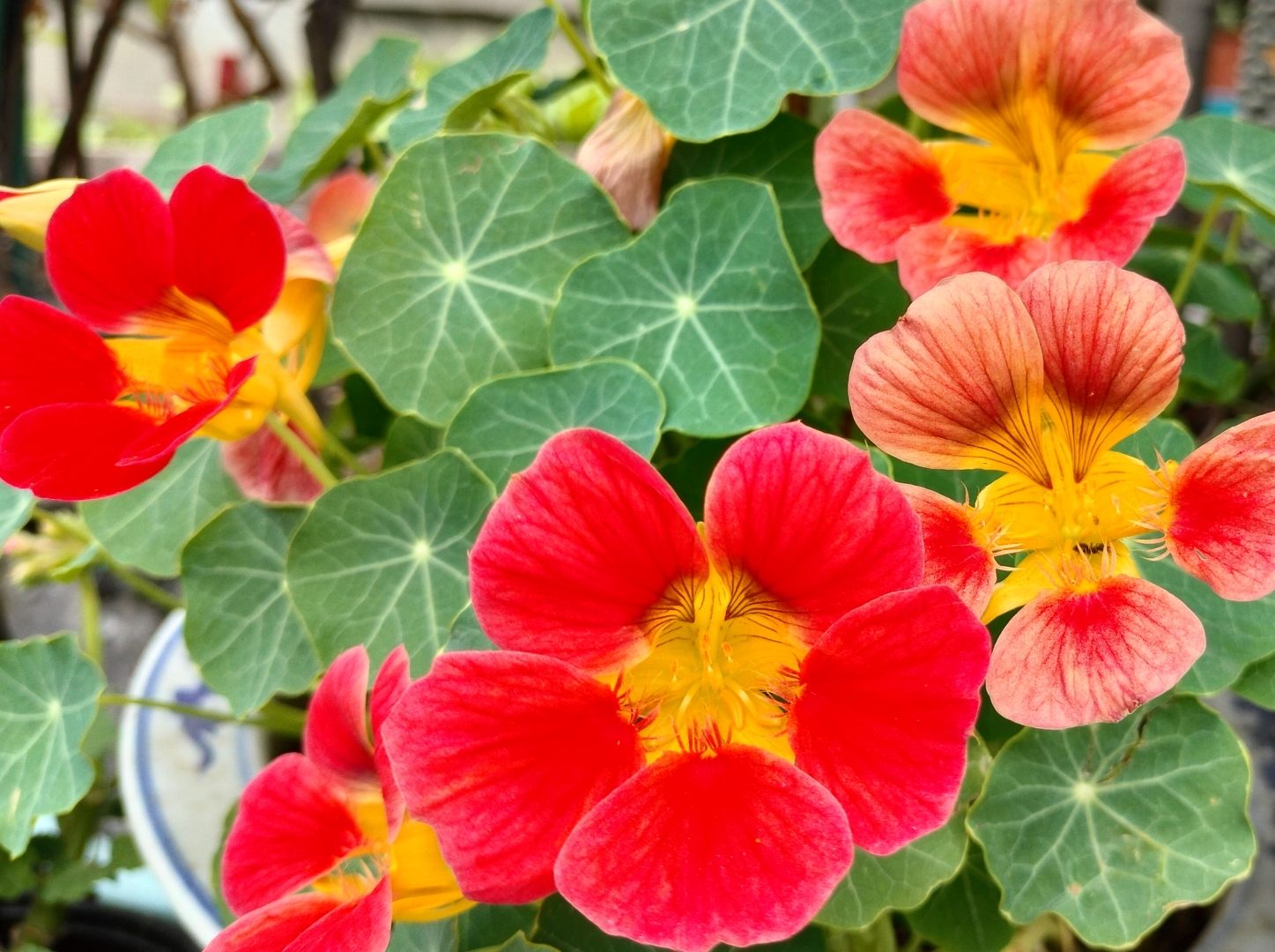 金莲花花朵在画面的上方轻轻摇曳,仿佛诉说着春天的秘密.