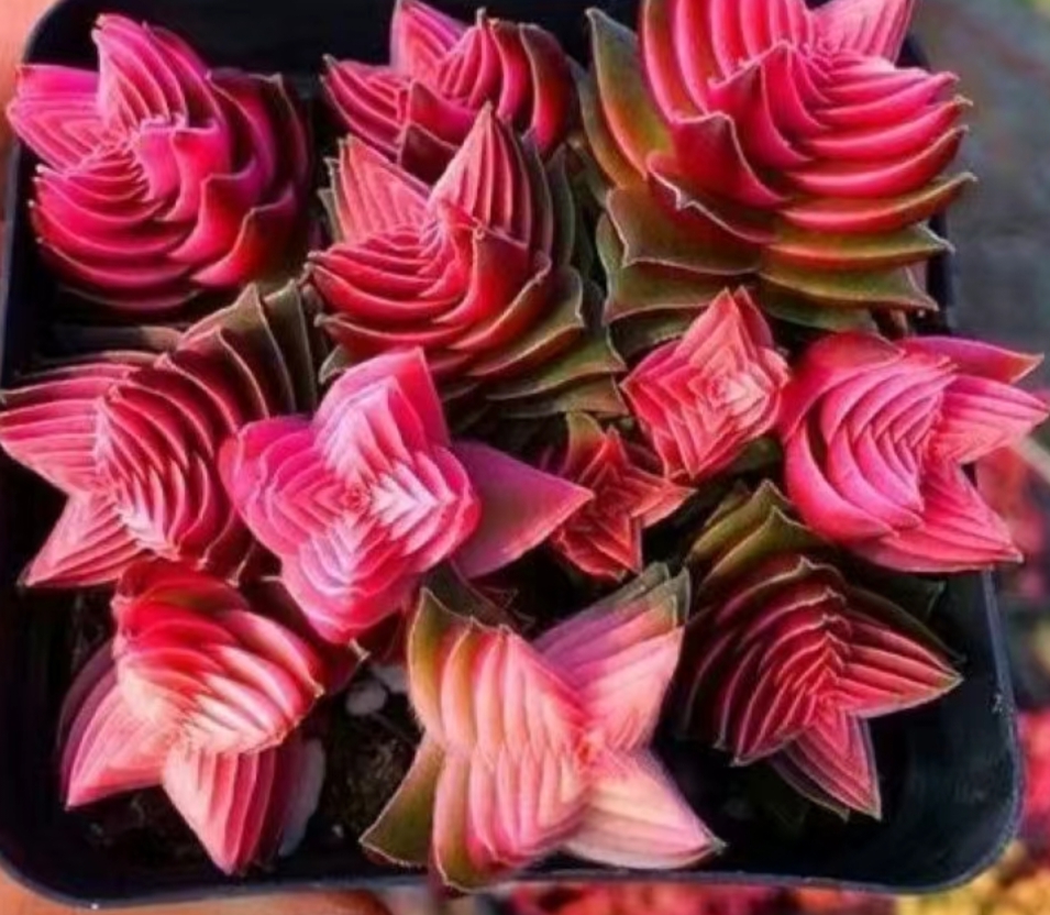 千层塔多肉绿叶,都是生命的诗篇.