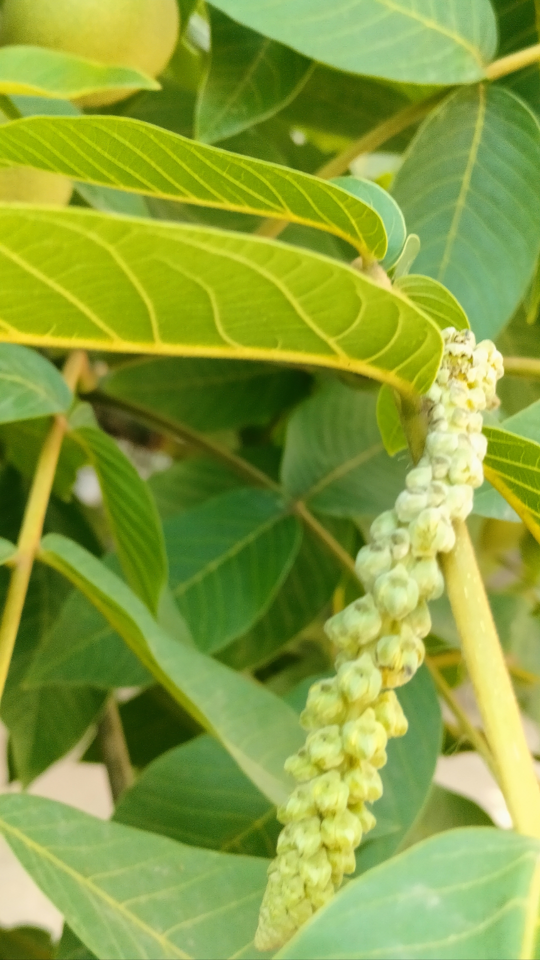 这串翠绿的小果实原来是核桃的花朵,紧紧相拥在细长的枝条上,仿佛在