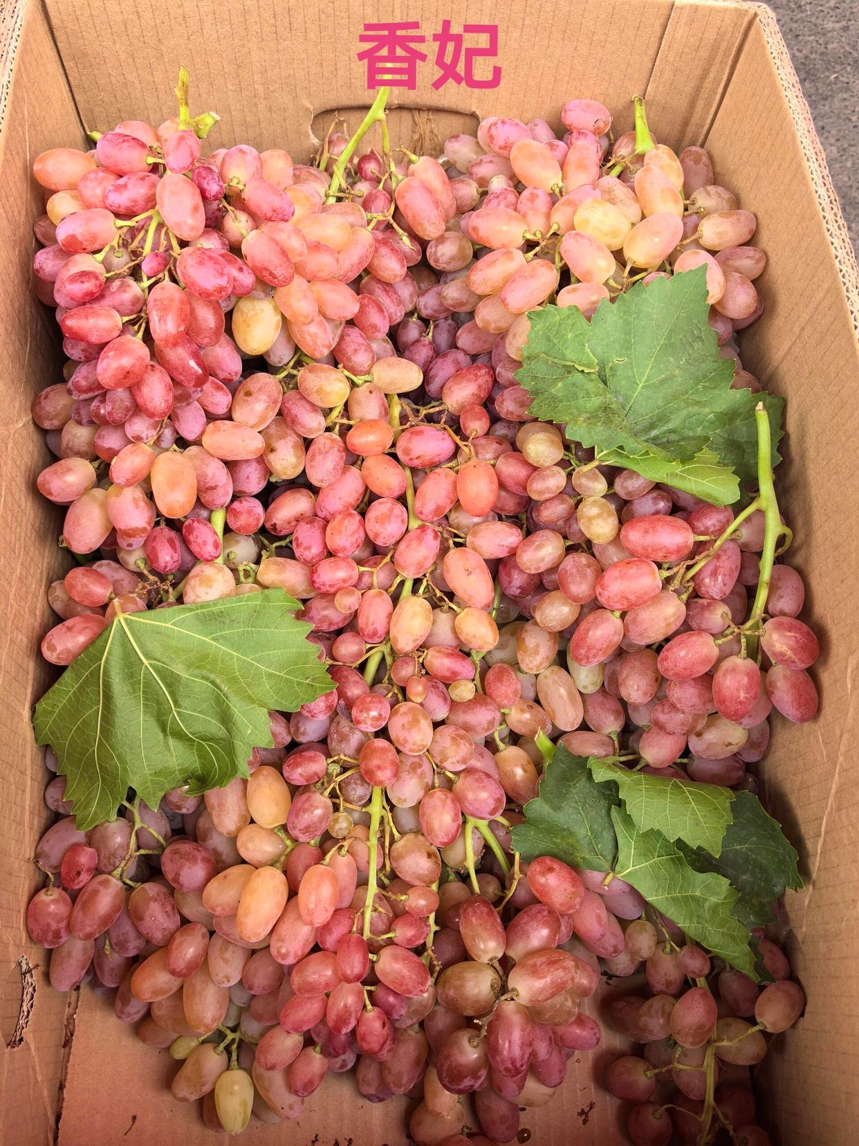 新疆新上市的大马特葡萄,宛如紫宝石般色泽诱人