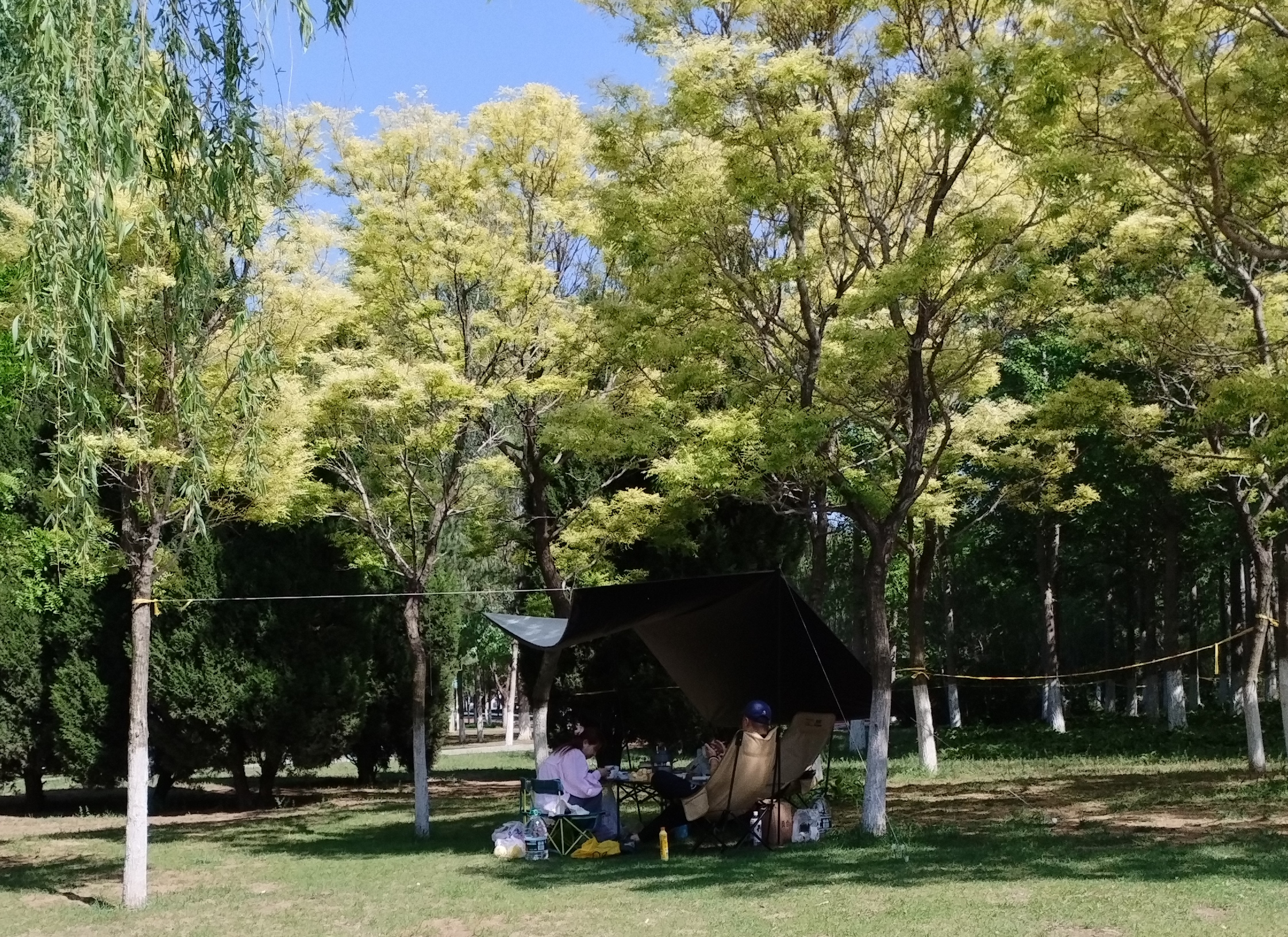 春天里躺一躺# 明珠公园是大连北部一个大型公园,面积有十几万平方米