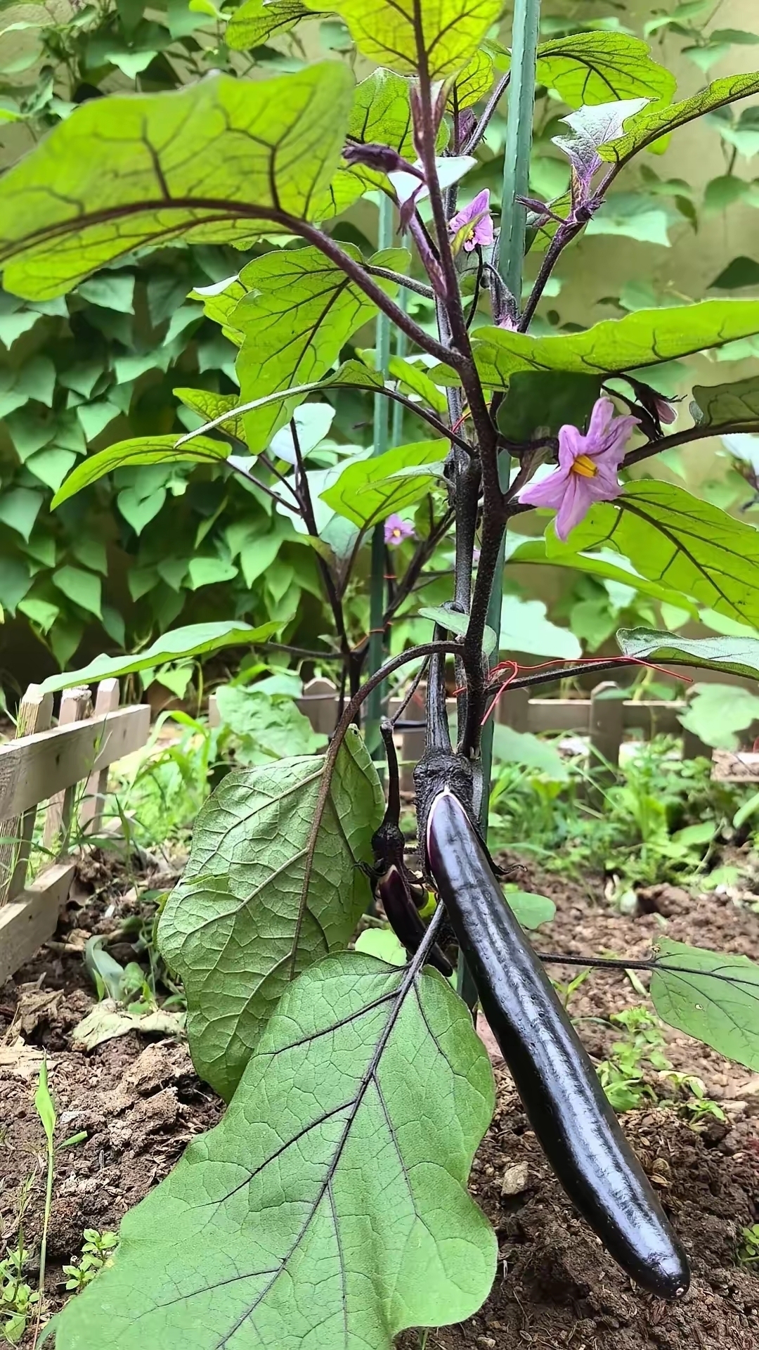 这茄子长的真直!