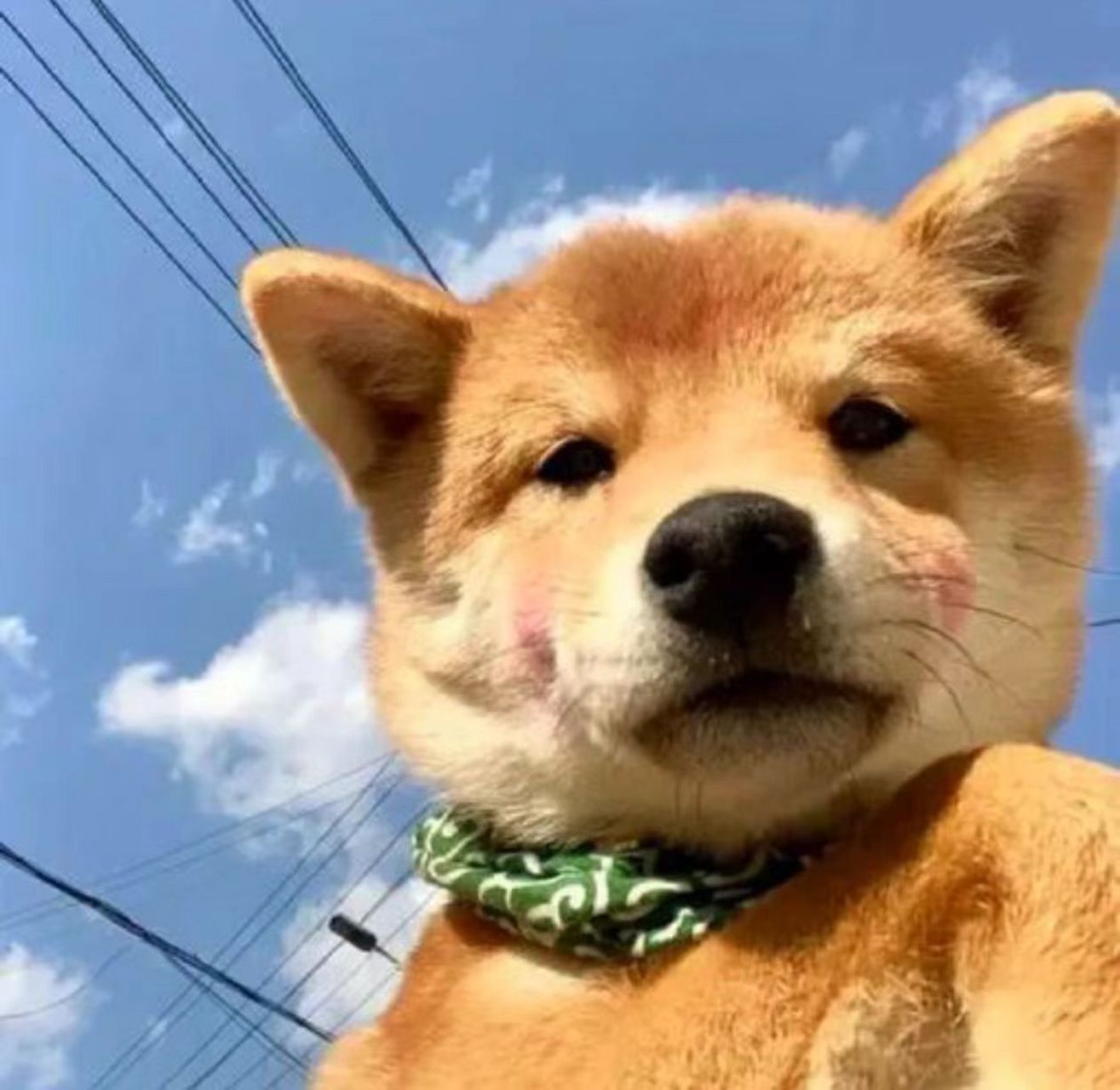 发文集龍卡瓜分百万现金#沙士比狗,颠佬狗狗头像,特别的骚,特别的帅