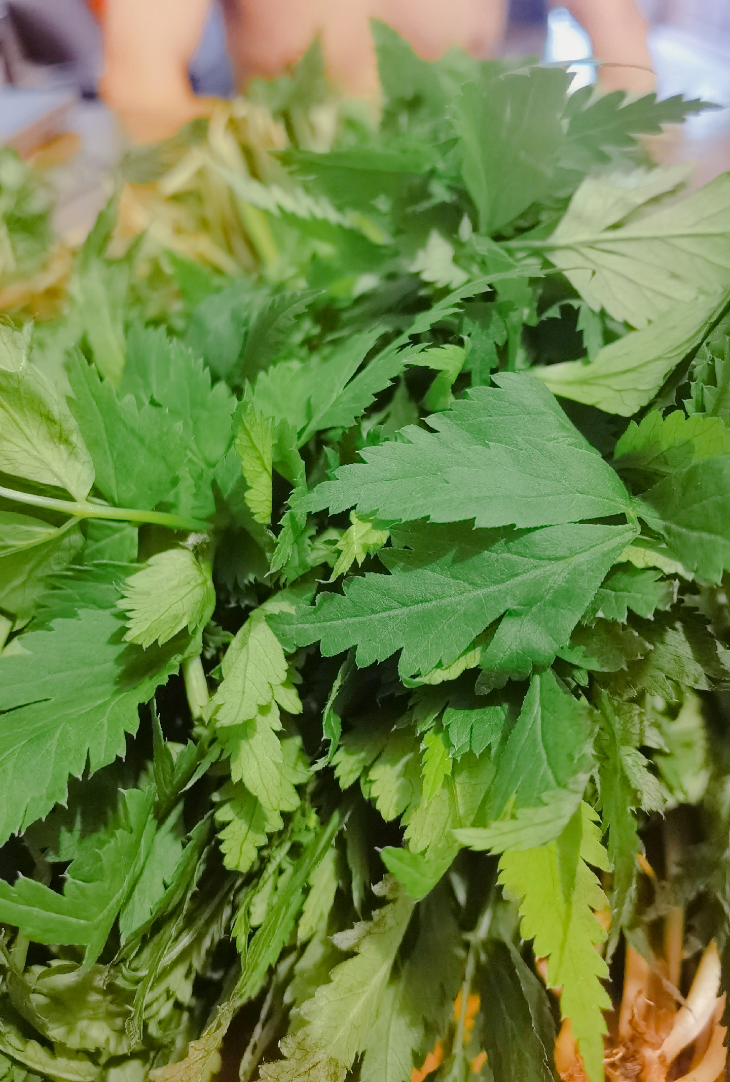 这个季节大山里雨水越多,小叶芹长得就越好,野生的小叶芹包饺子特别的
