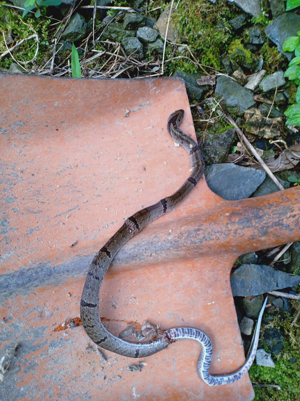 黑环蛇?毒性?求解