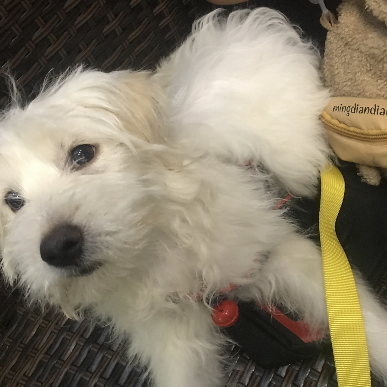 卷毛狗 这种小卷毛是土狗吗 长得还挺高#狗