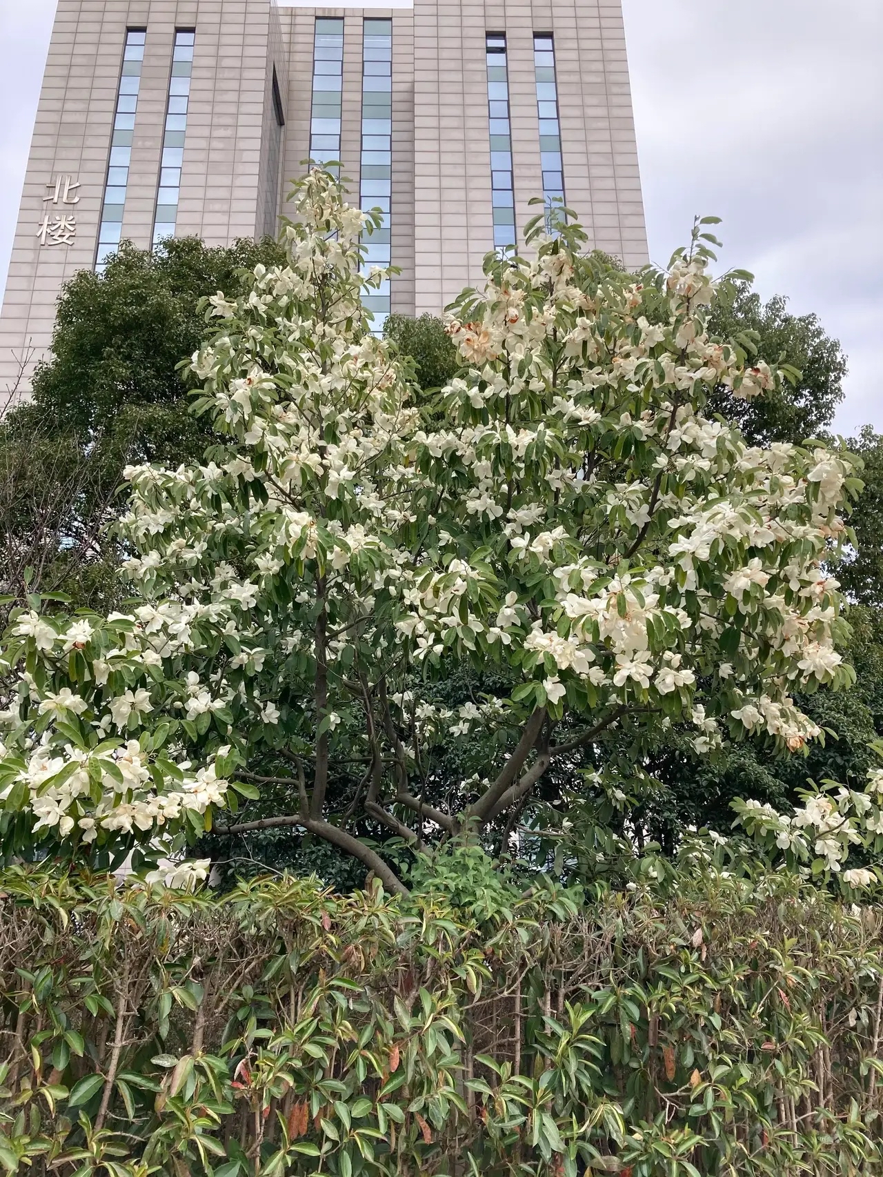 宁波市市花图片