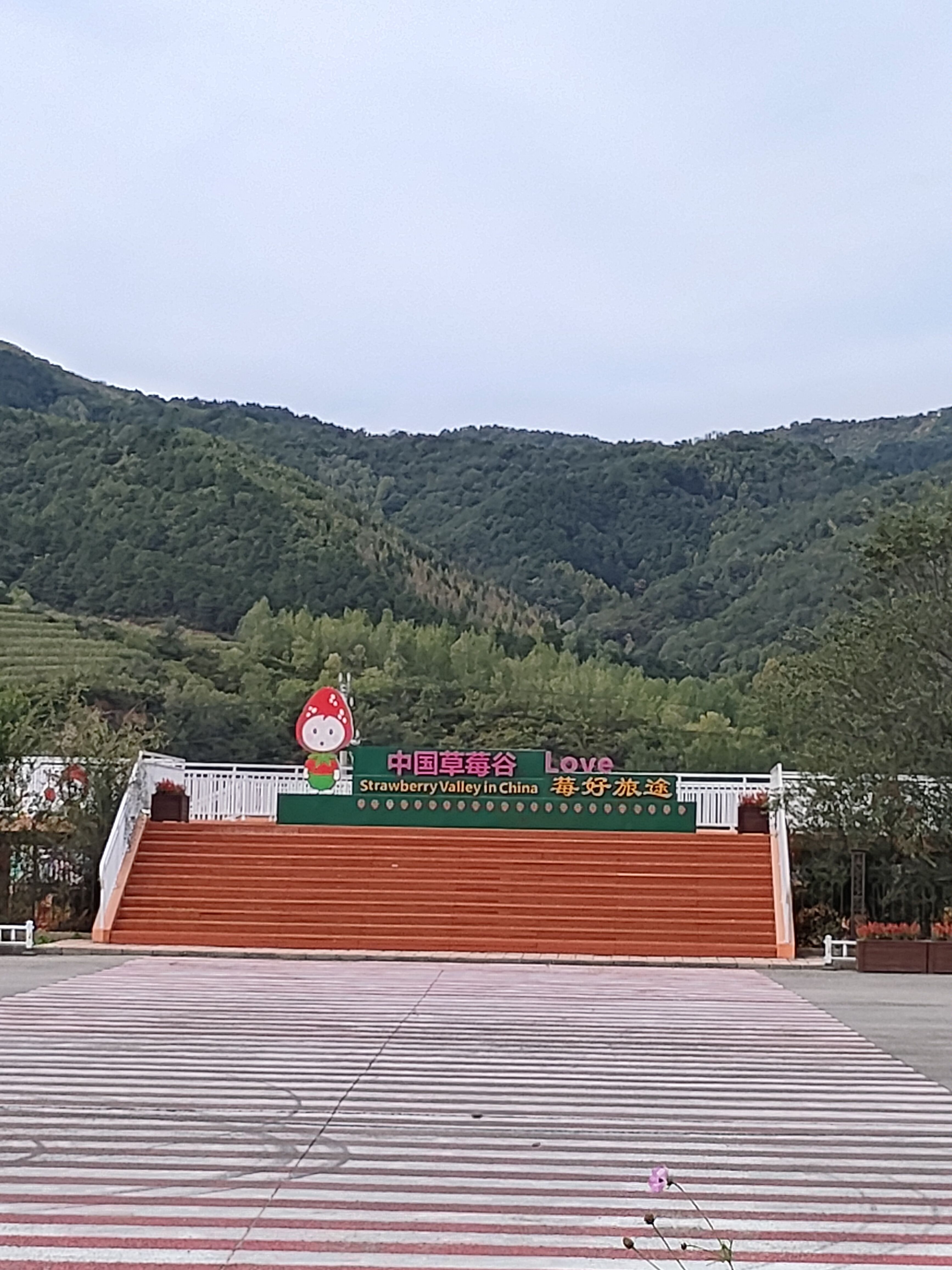 钟祥草莓小镇图片