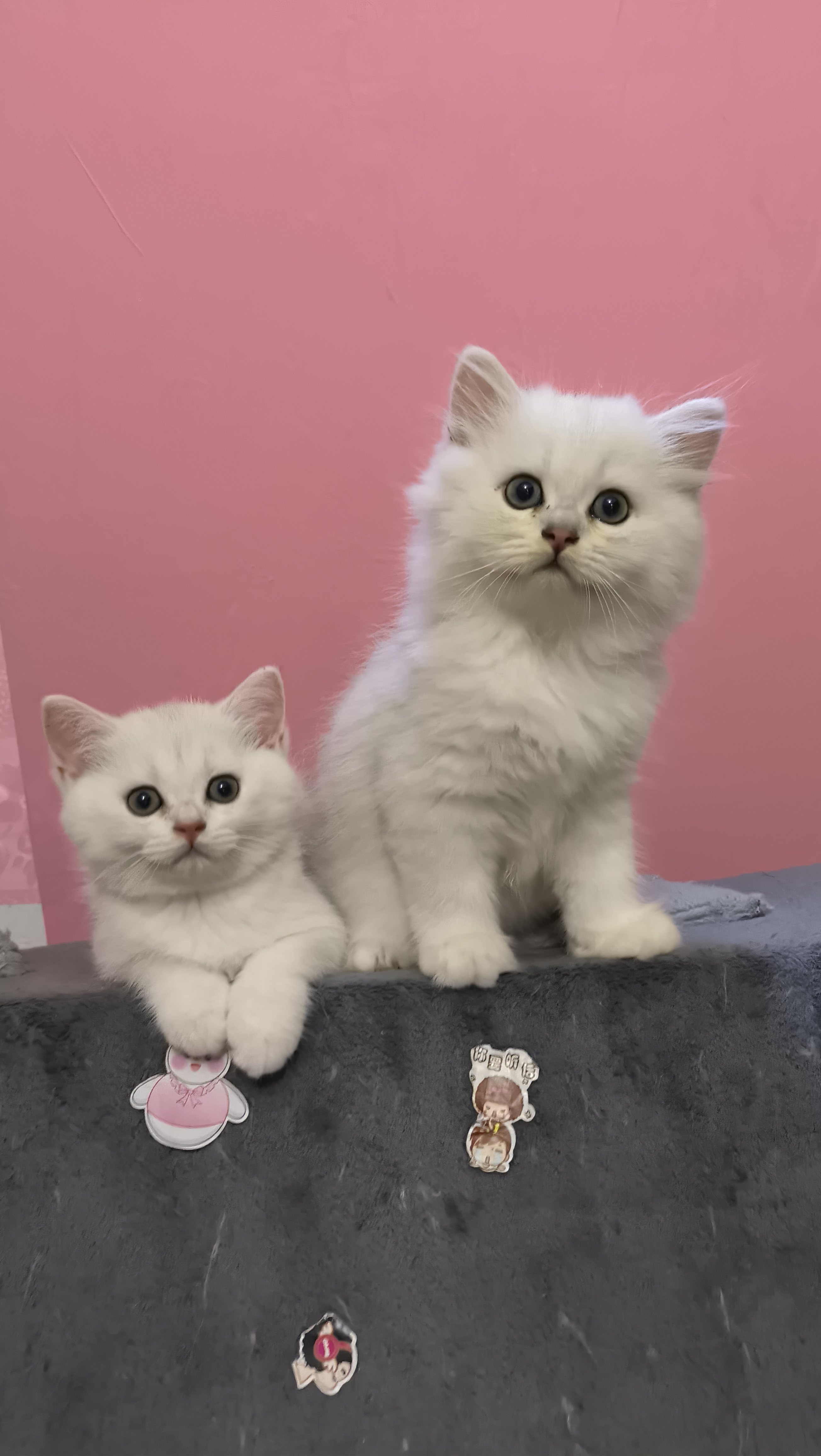 出四只两月大的长毛银渐层,性格活泼好动,其中有一只短毛,都会自己吃