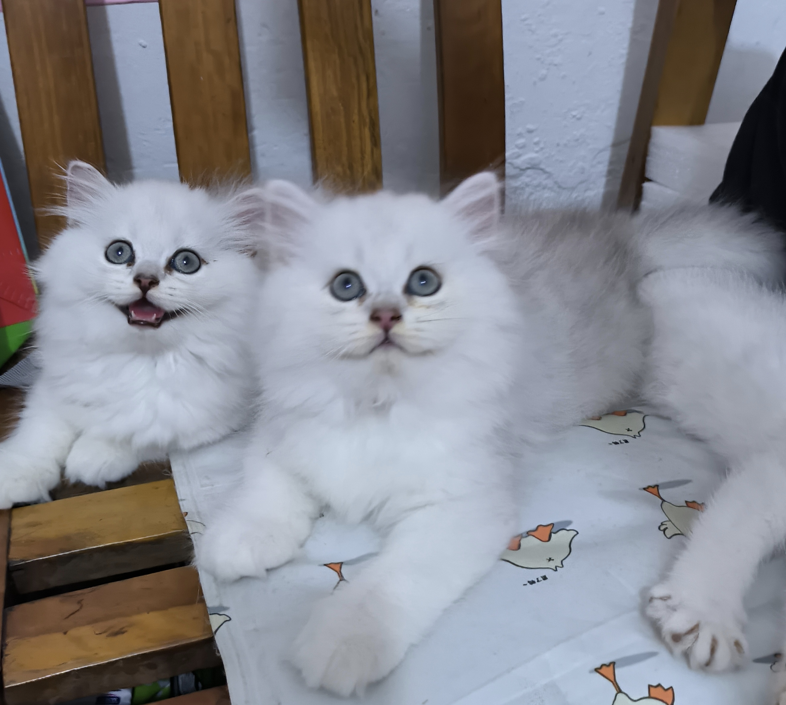 出四只两月大的长毛银渐层 公母都有,喜欢的q我, 极限自提  地址:广州