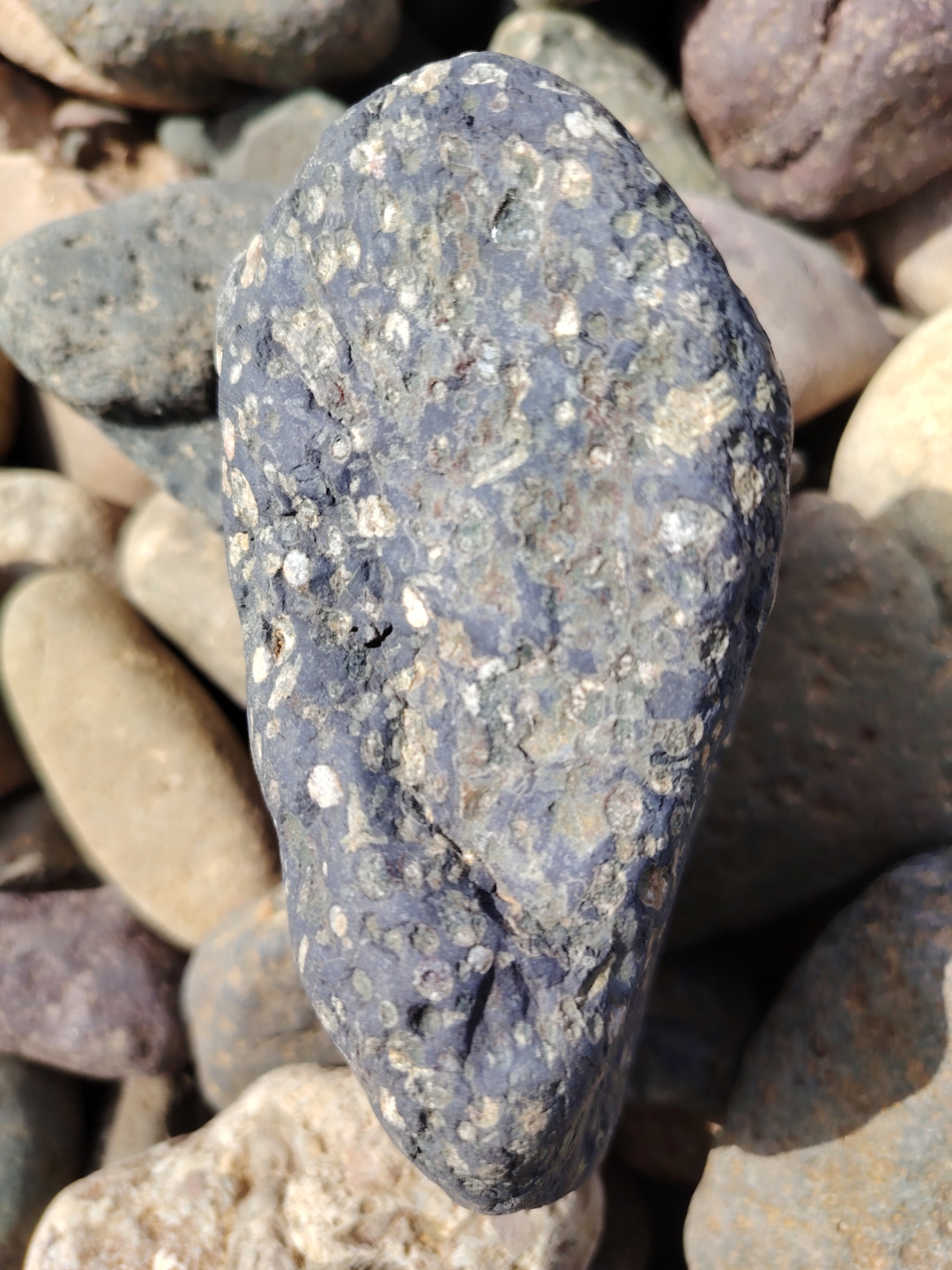 球粒陨石,圆圆颗粒,点点亮光!各位星友评论区留言!