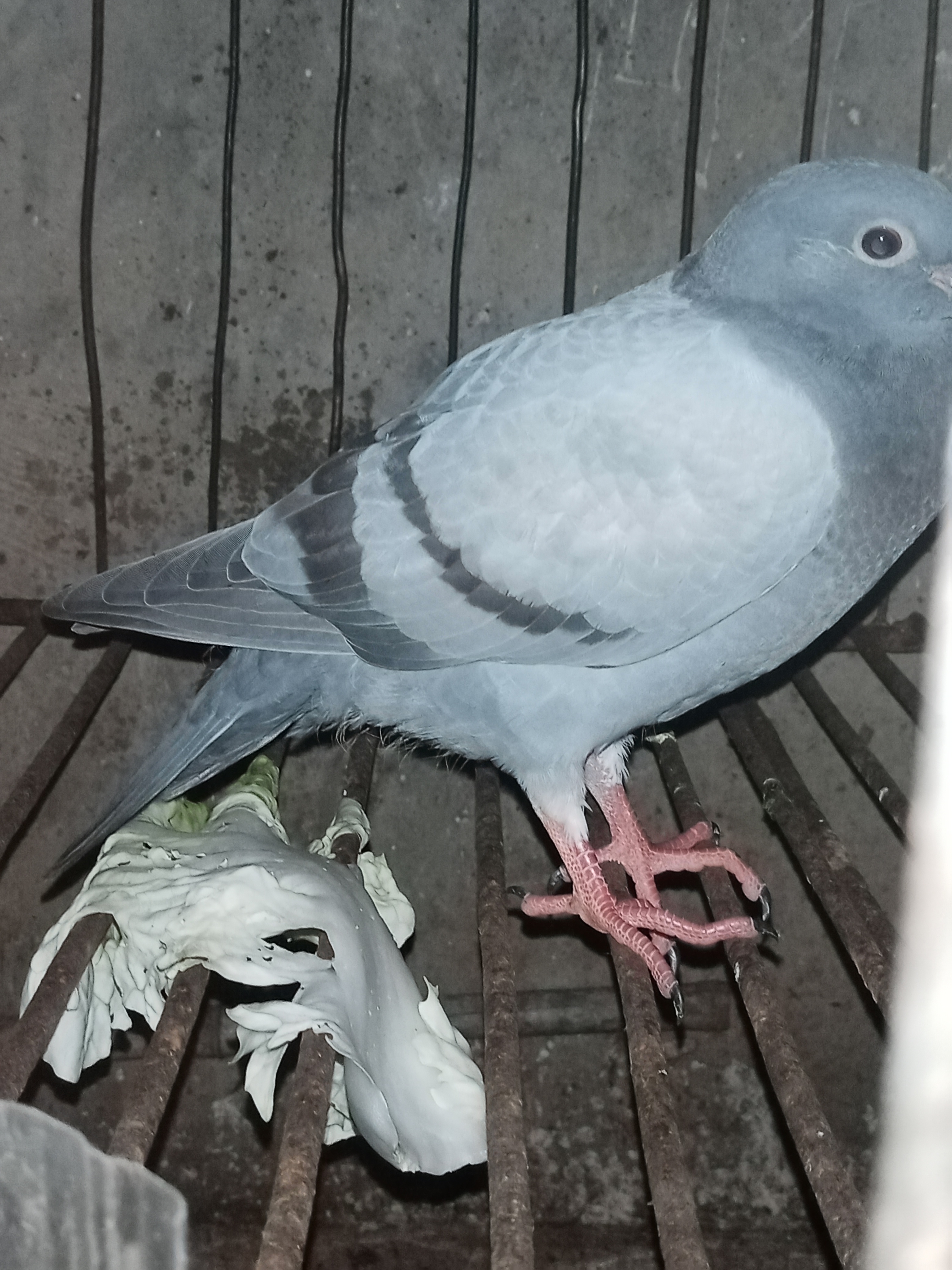 鸽子分公母也可以看站姿,雄鸽尾巴下压,身体倾斜度大,所以通常尾部较