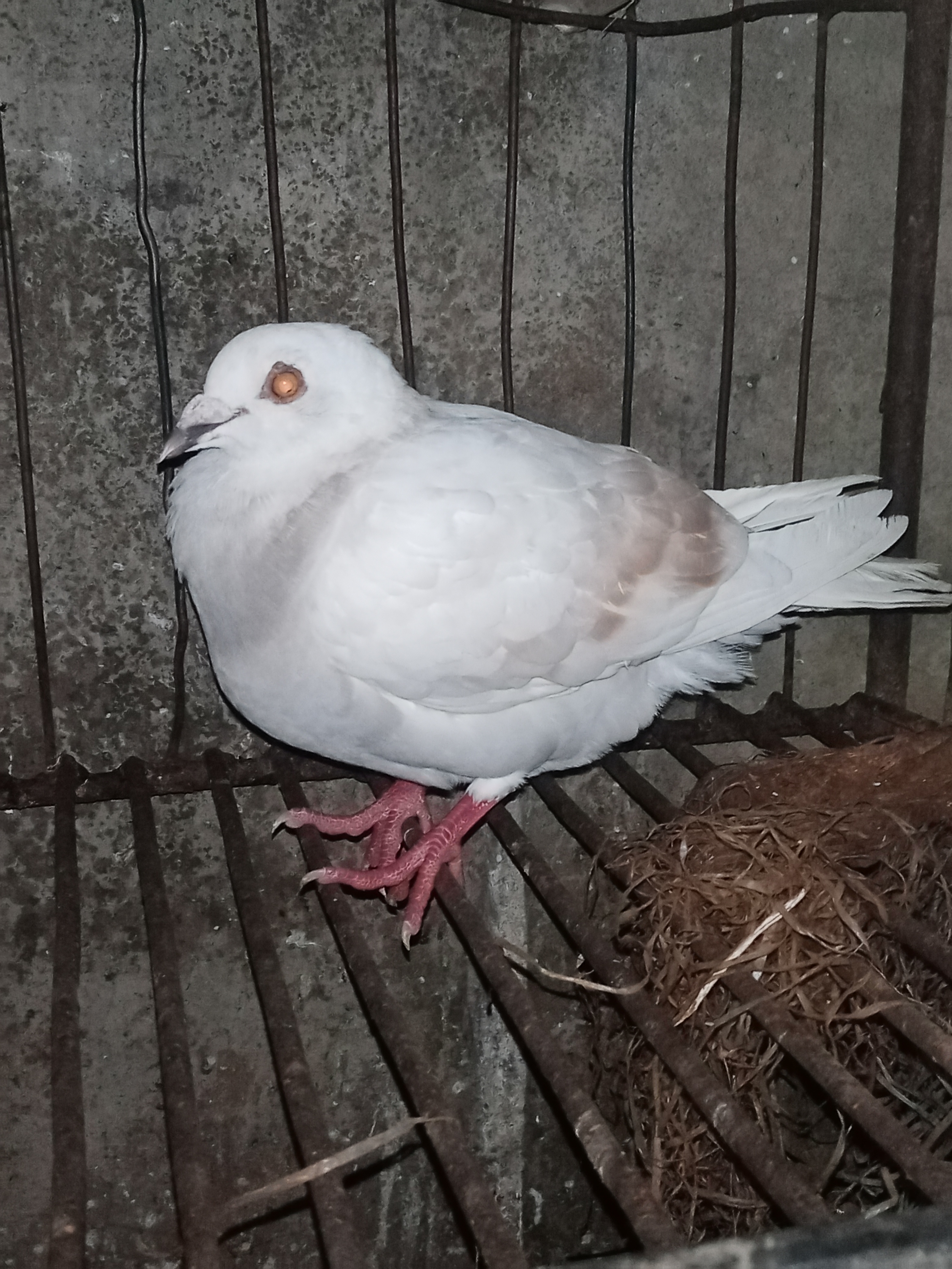 鸽子分公母也可以看站姿,雄鸽尾巴下压,身体倾斜度大,所以通常尾部较