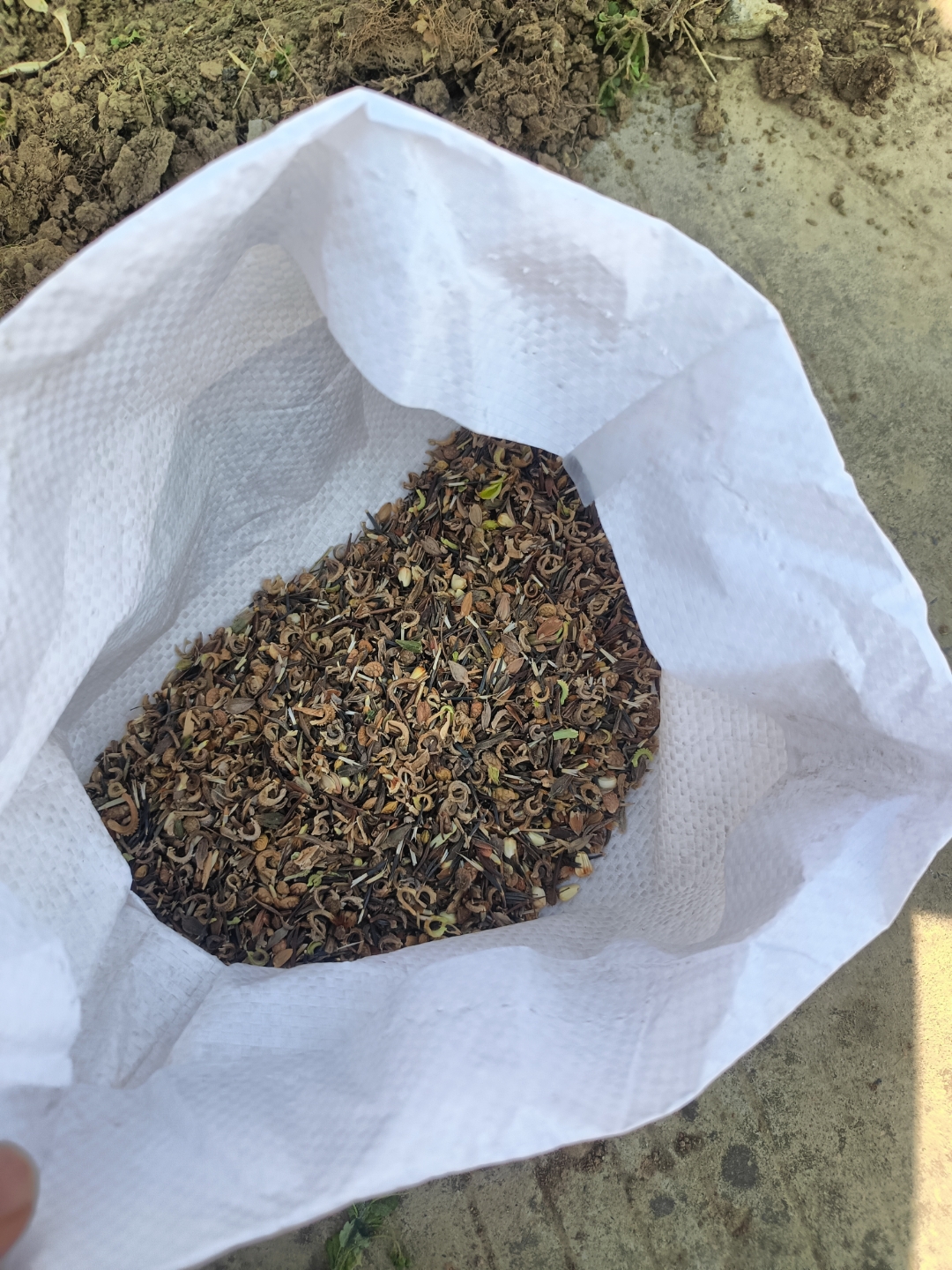 的种子玻璃翠花种子长啥样大叶女贞种子图片银叶菊种子图片卷心菜种子