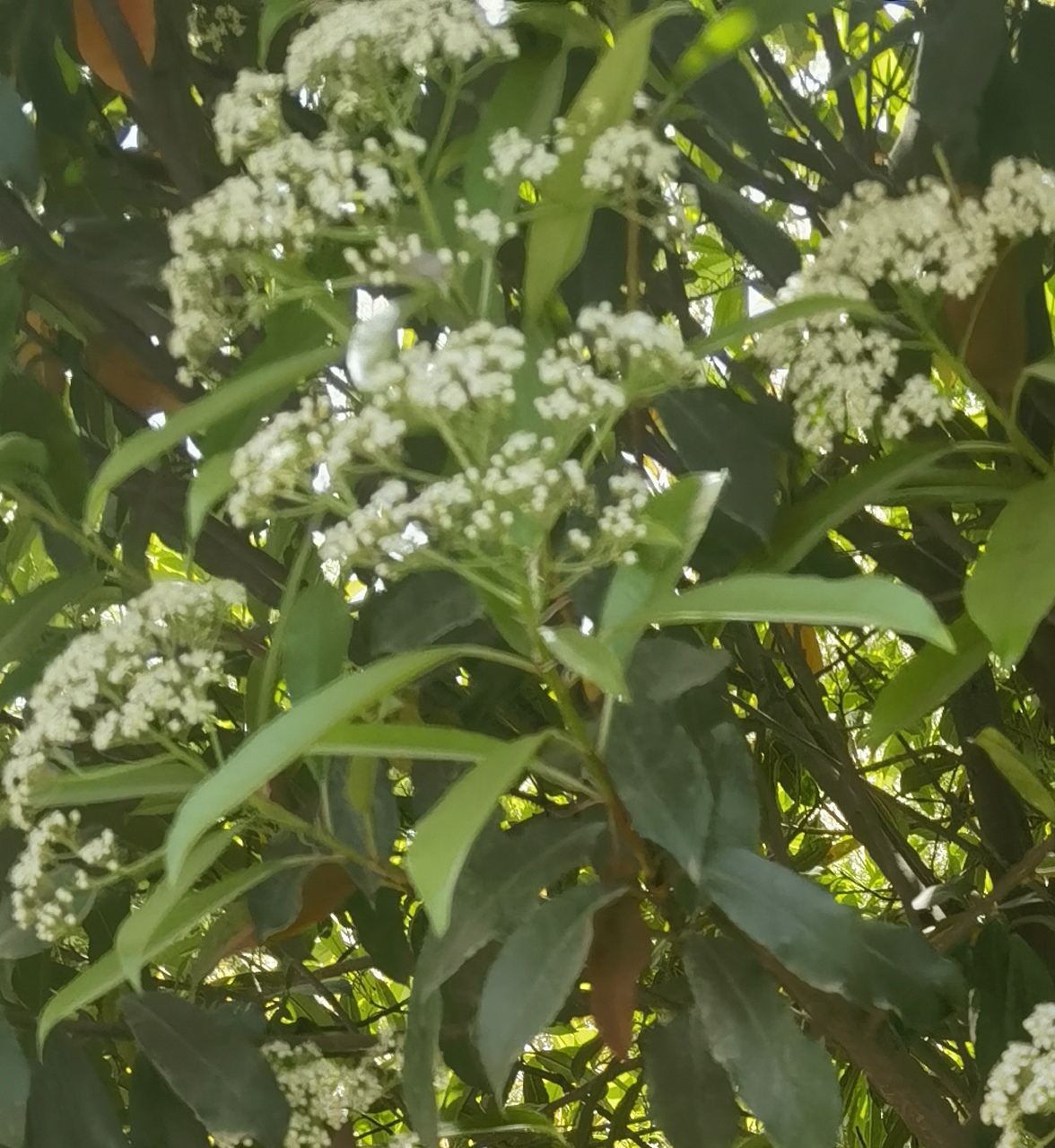 石楠花为啥被称作"花中污妖王" ?