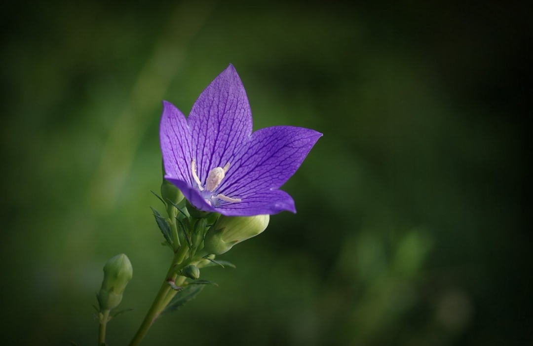 传说中桔梗花开代表幸福再度降临,而桔梗的花语则是永恒的爱和无望的