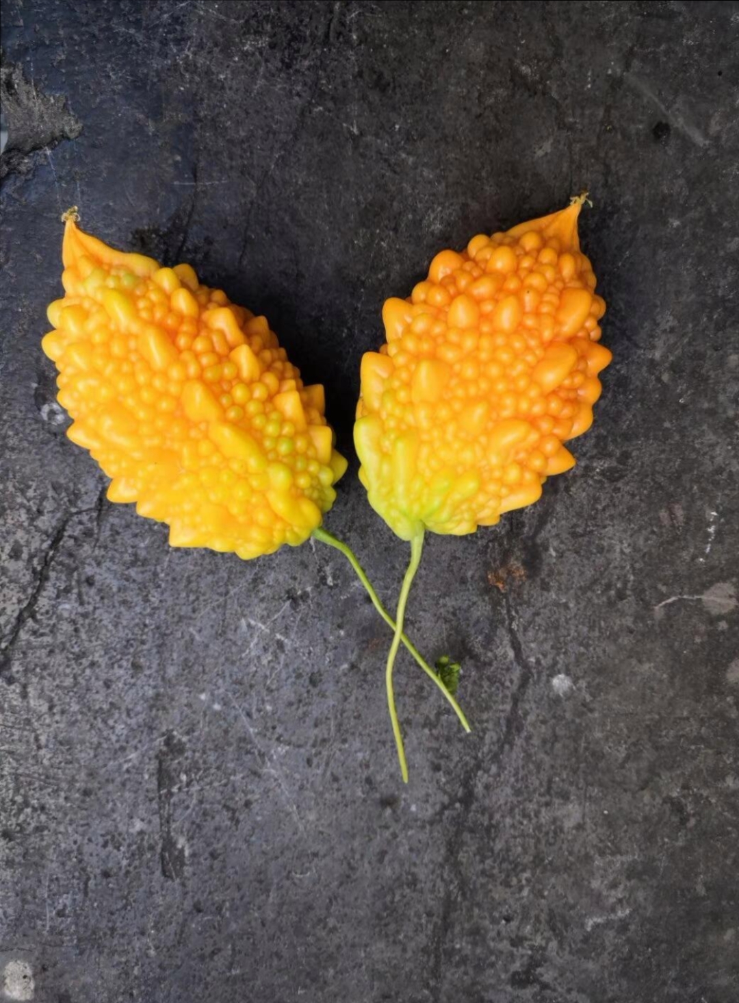 送俩娃回老家过暑假,正赶上老妈菜地苦瓜熟透了,于是我去摘了些回来