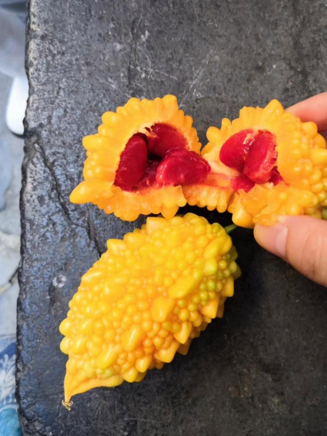 送俩娃回老家过暑假,正赶上老妈菜地苦瓜熟透了,于是我去摘了些回来