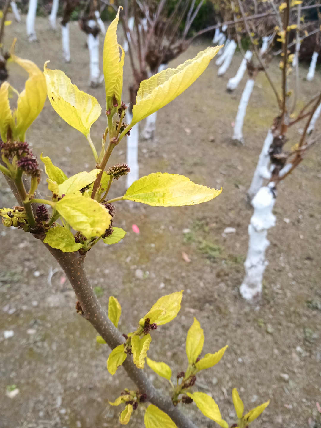 春暖人勤:大地复苏的劳动交响曲