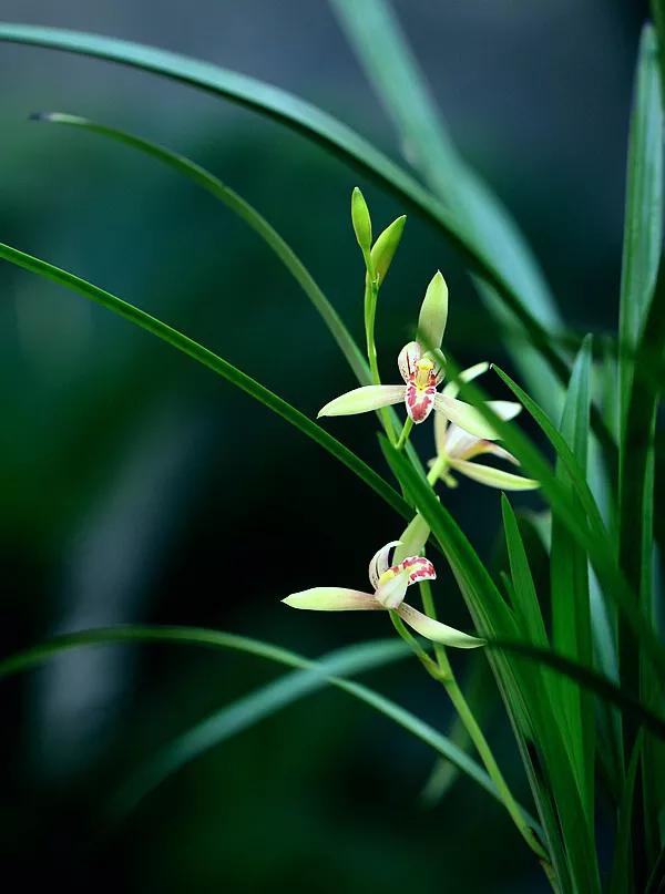 《兰花》 幽谷深山藏秀珍, 清泉石上自留痕.