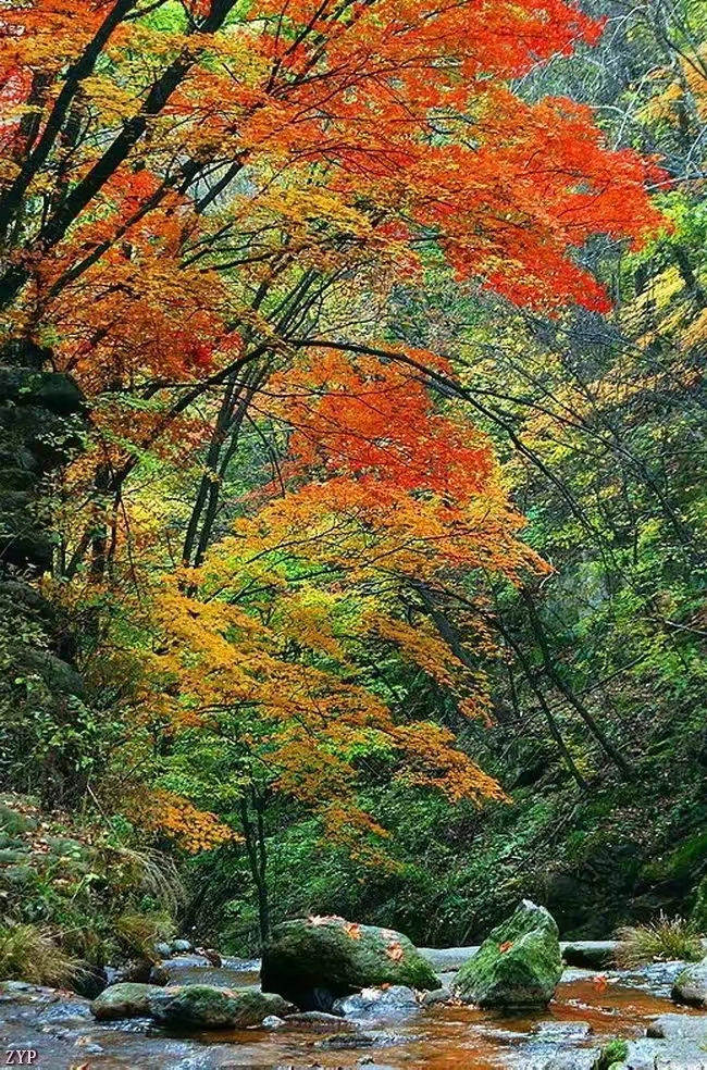 双节刚过,应好友郭姐,春玉之约,我们来到本溪关门山风景区,观赏红叶
