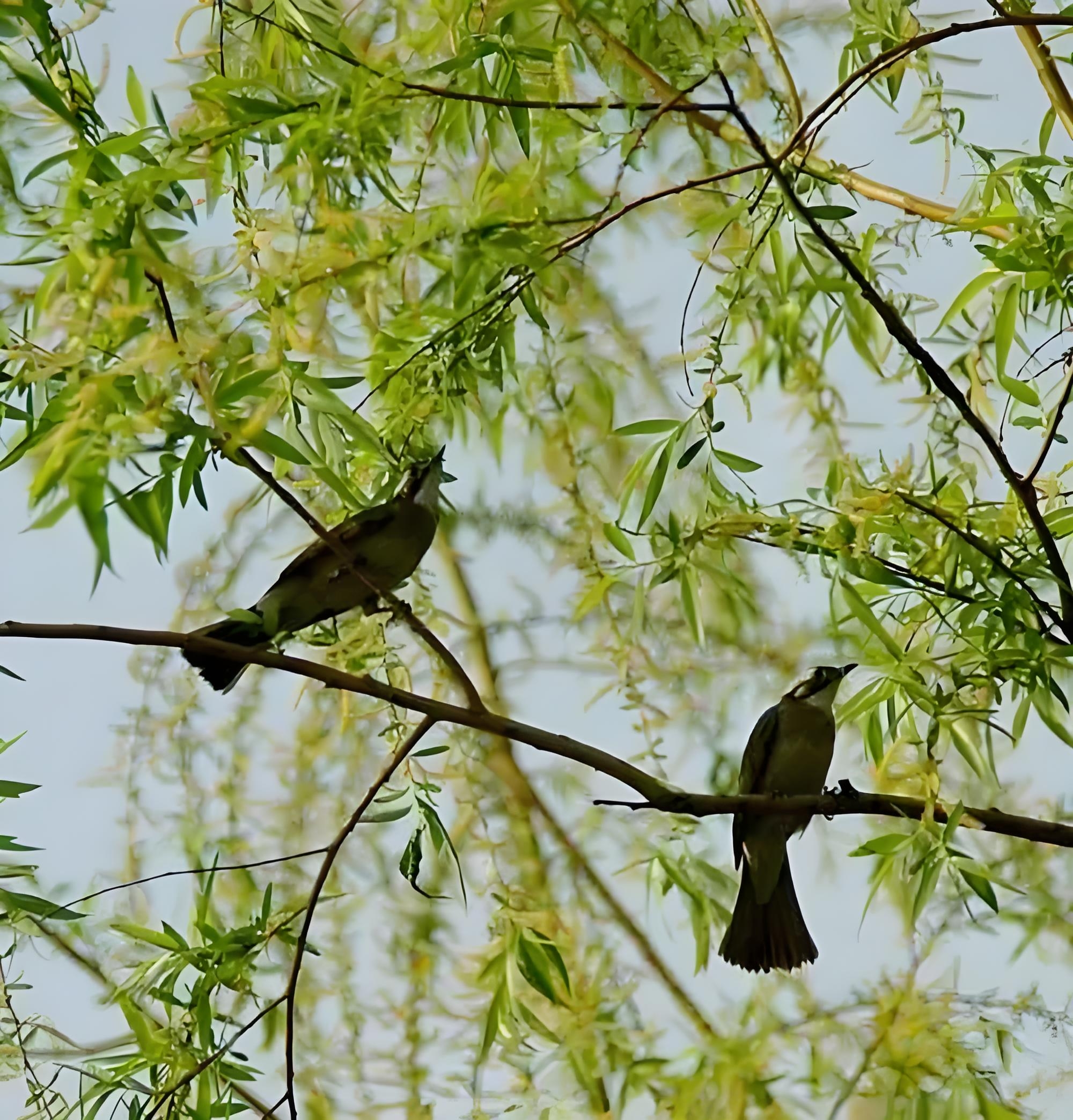 春天里躺一躺# 原创诗词《满庭芳紫燕双飞》 紫燕双飞,花香庭院,滞贩