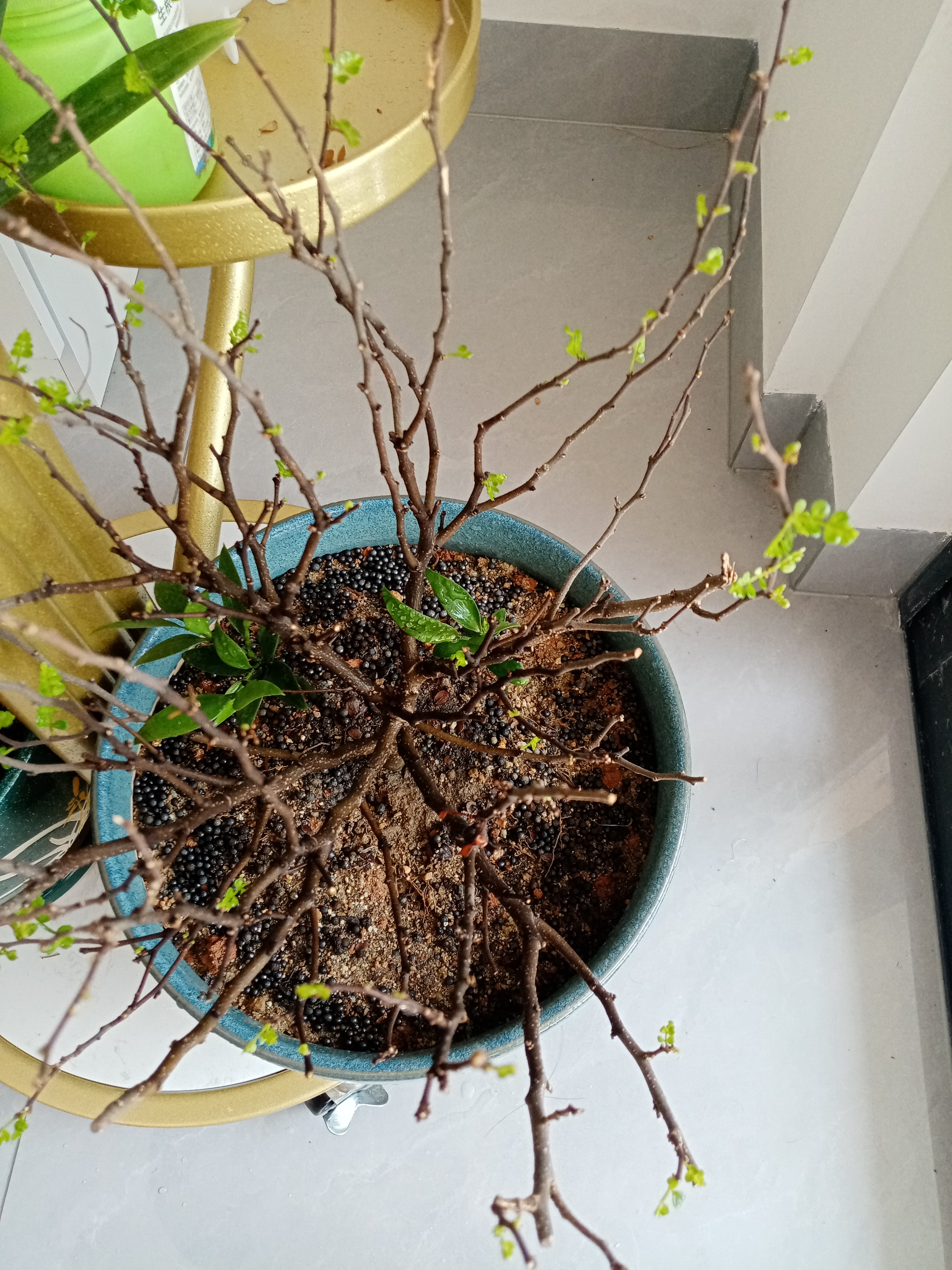 随手拍的冬季封神照片# 胡椒木叶子枯黄,索性都摘了,让它重新焕发