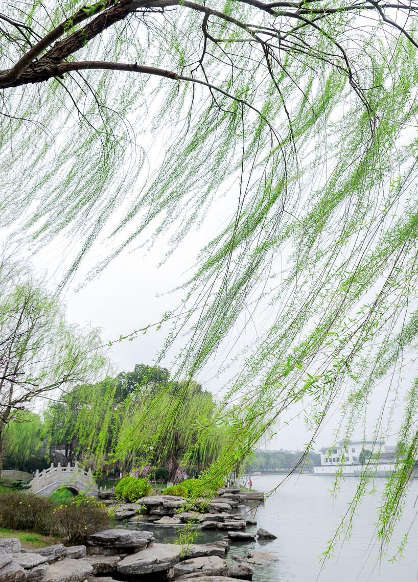 小天随笔:杨柳物语